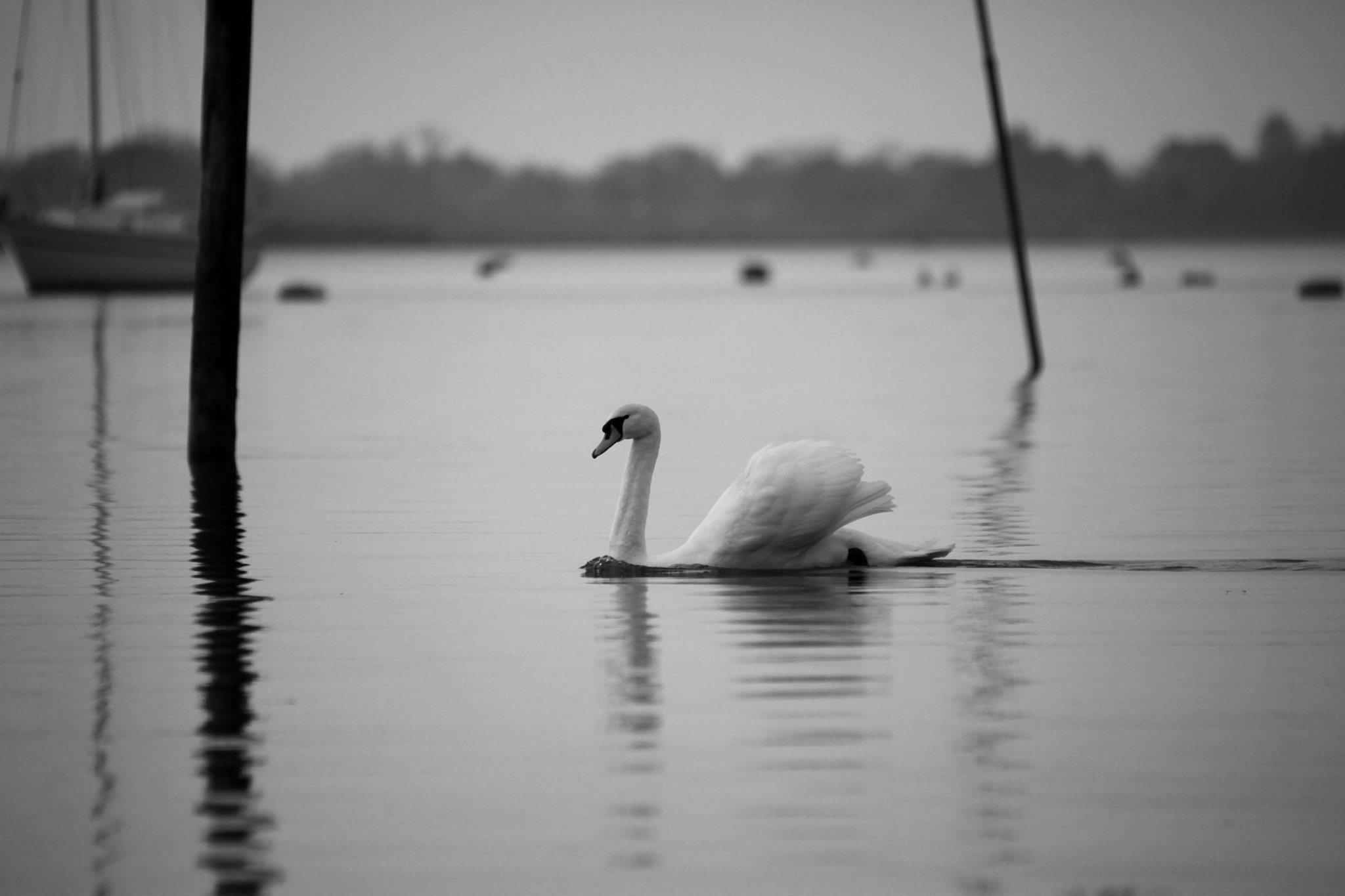 Canon EOS 5D Mark II + Sigma 150-500mm F5-6.3 DG OS HSM sample photo. Lonesome swan photography
