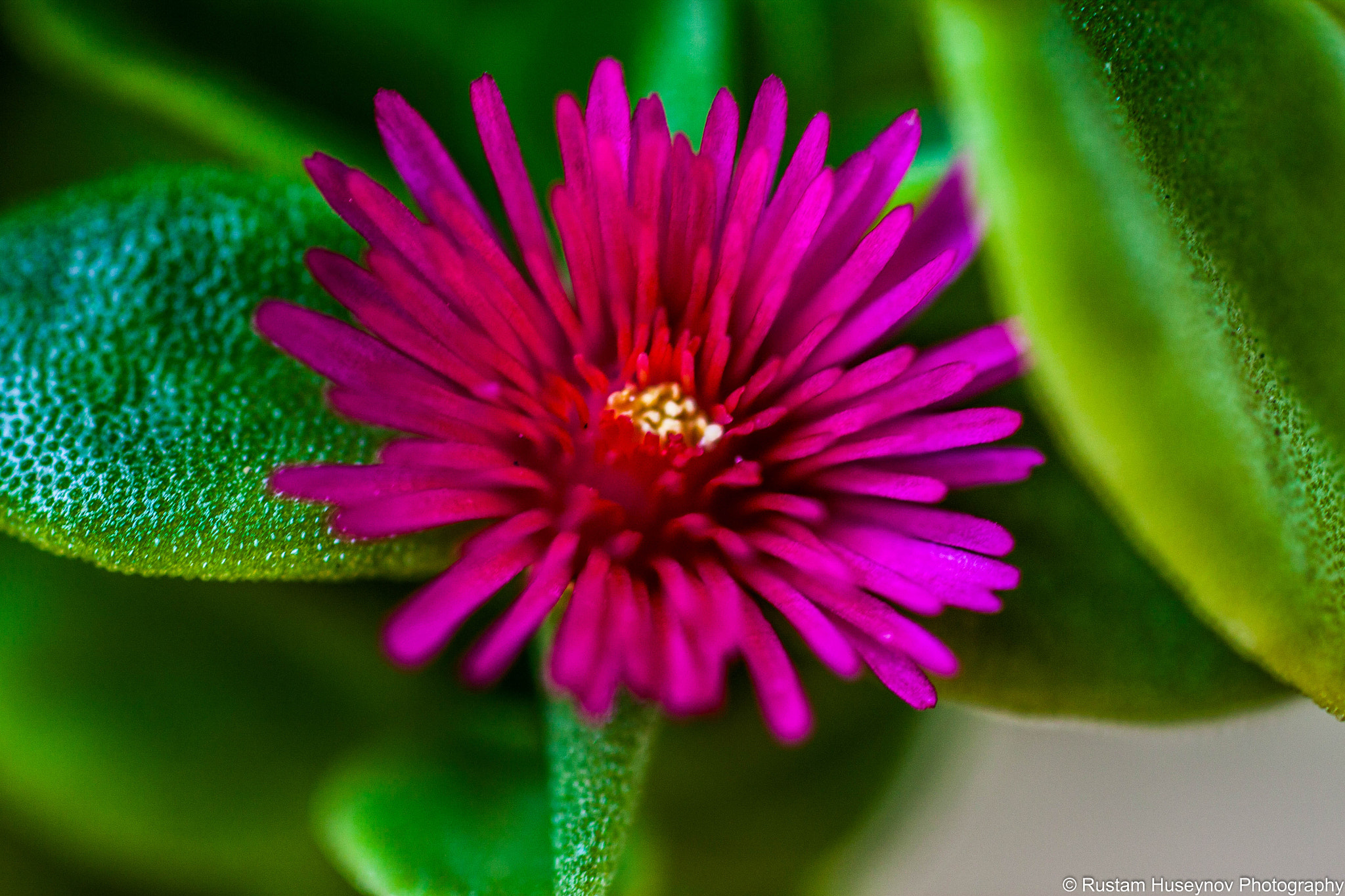 Sigma 50mm F1.4 EX DG HSM sample photo. Purple flower photography