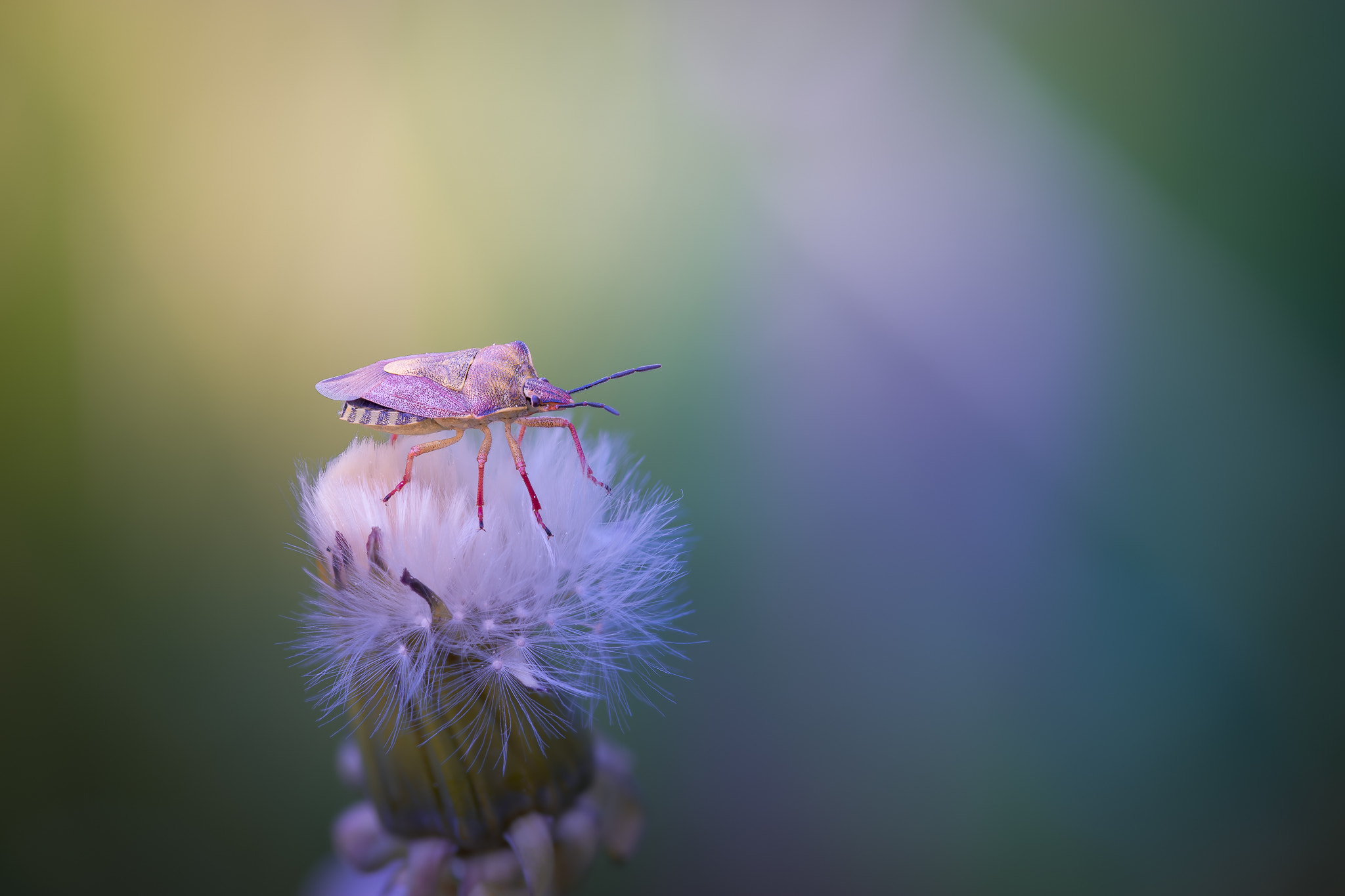 100mm F2.8 G SSM OSS sample photo. Colourful life photography