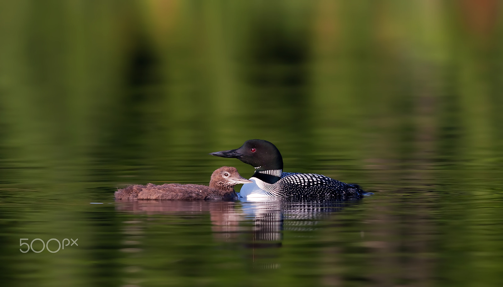 Canon EOS 40D + Canon EF 300mm F2.8L IS USM sample photo. Common loon family photography