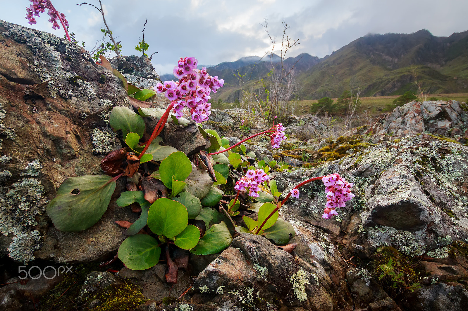 Sigma 10-20mm F3.5 EX DC HSM sample photo. Spring tenderness photography