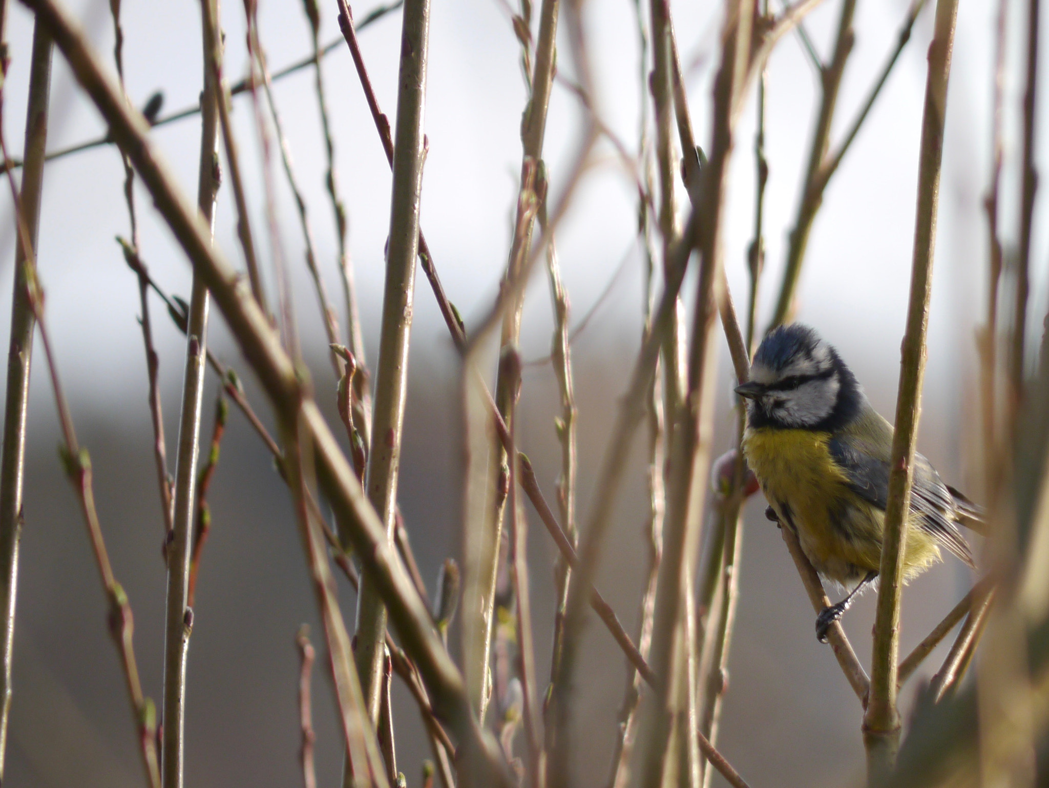 Panasonic Lumix G Vario 45-200mm F4-5.6 OIS sample photo. Titmouse photography