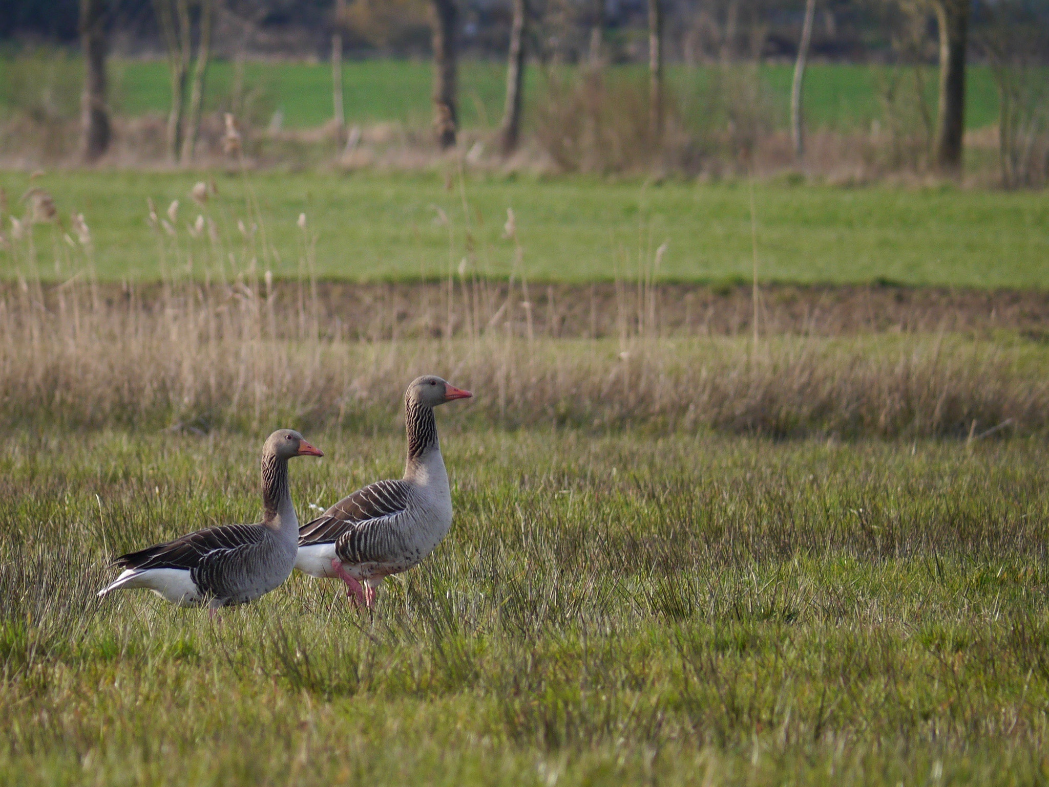 Panasonic Lumix G Vario 45-200mm F4-5.6 OIS sample photo. Wild geese photography