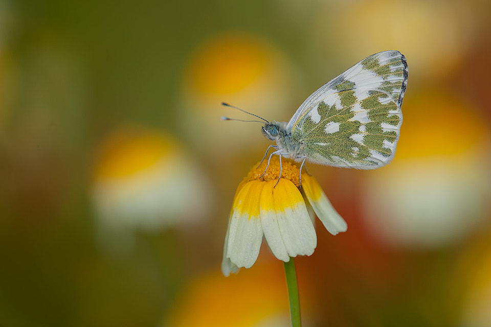 Nikon D700 + Nikon AF Micro-Nikkor 200mm F4D ED-IF sample photo. The colour of spring. photography
