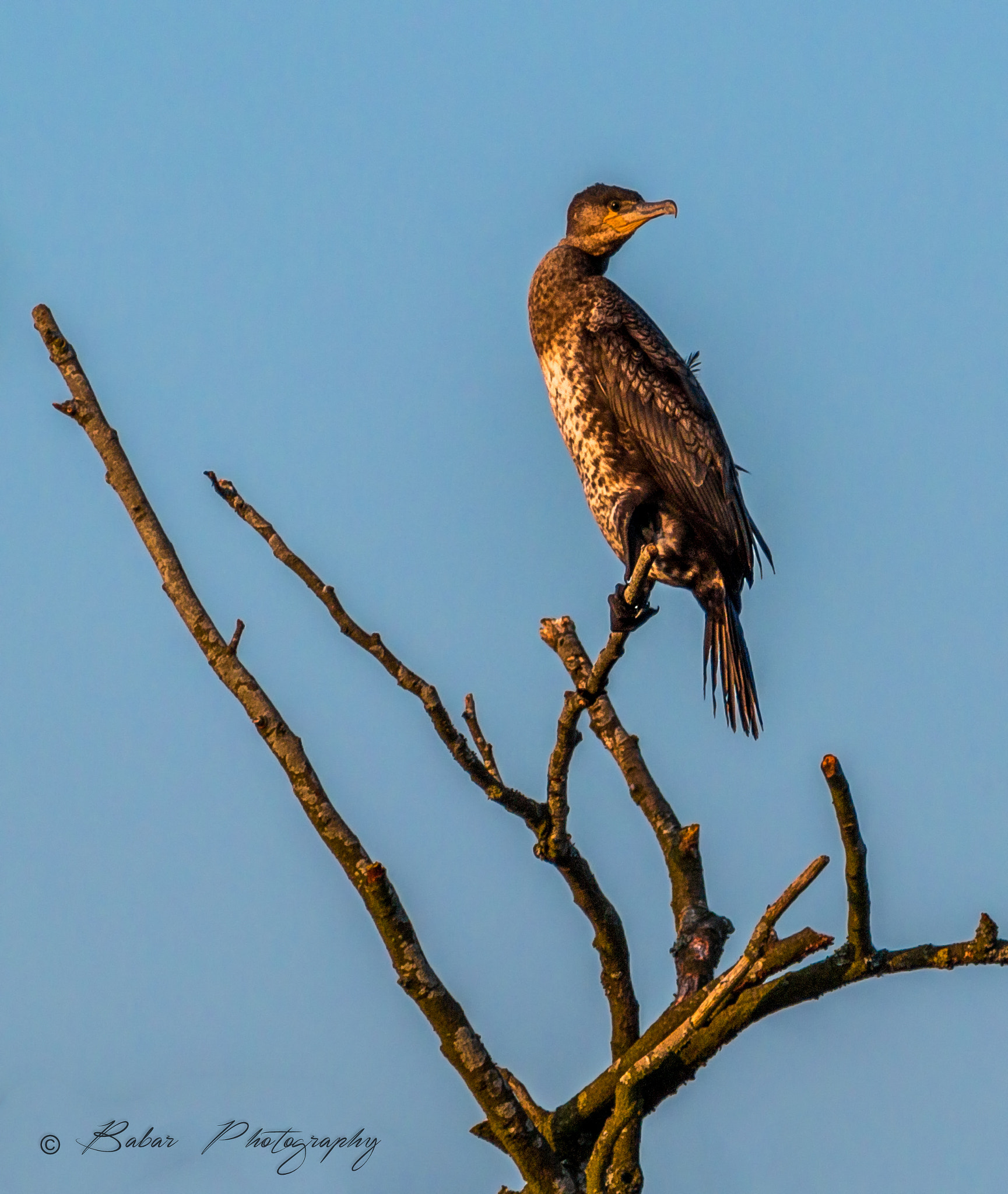 Canon EF 300mm F4L IS USM sample photo. Cormorant photography