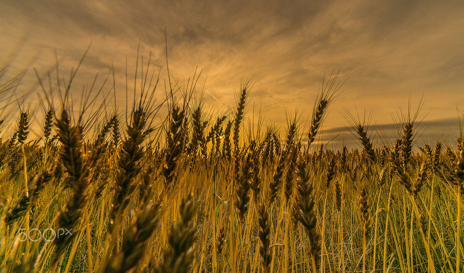 Sigma 12-24mm F4.5-5.6 EX DG Aspherical HSM sample photo. Wheat dancing photography