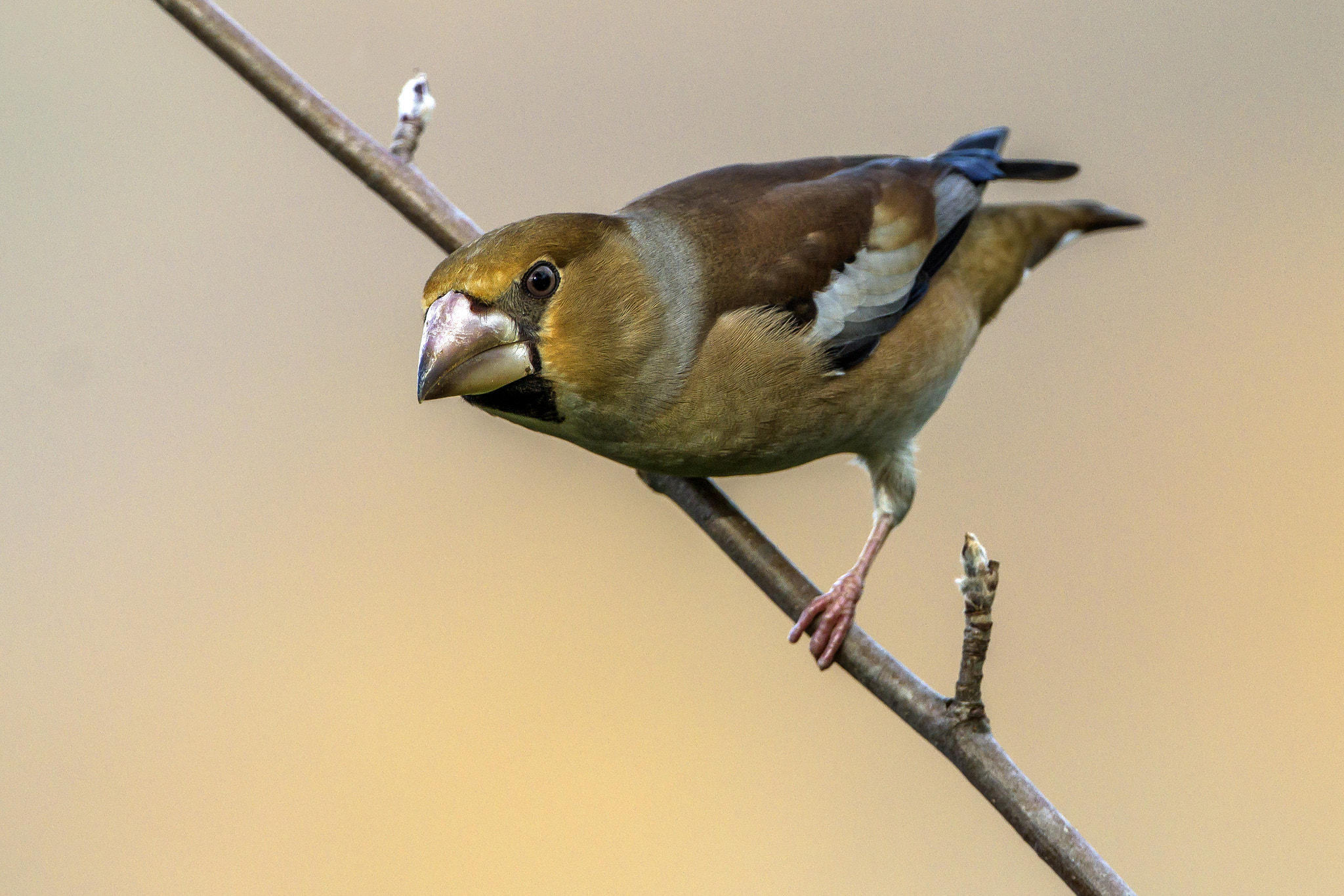 Canon EF 300mm F2.8L IS II USM sample photo. Frosone photography