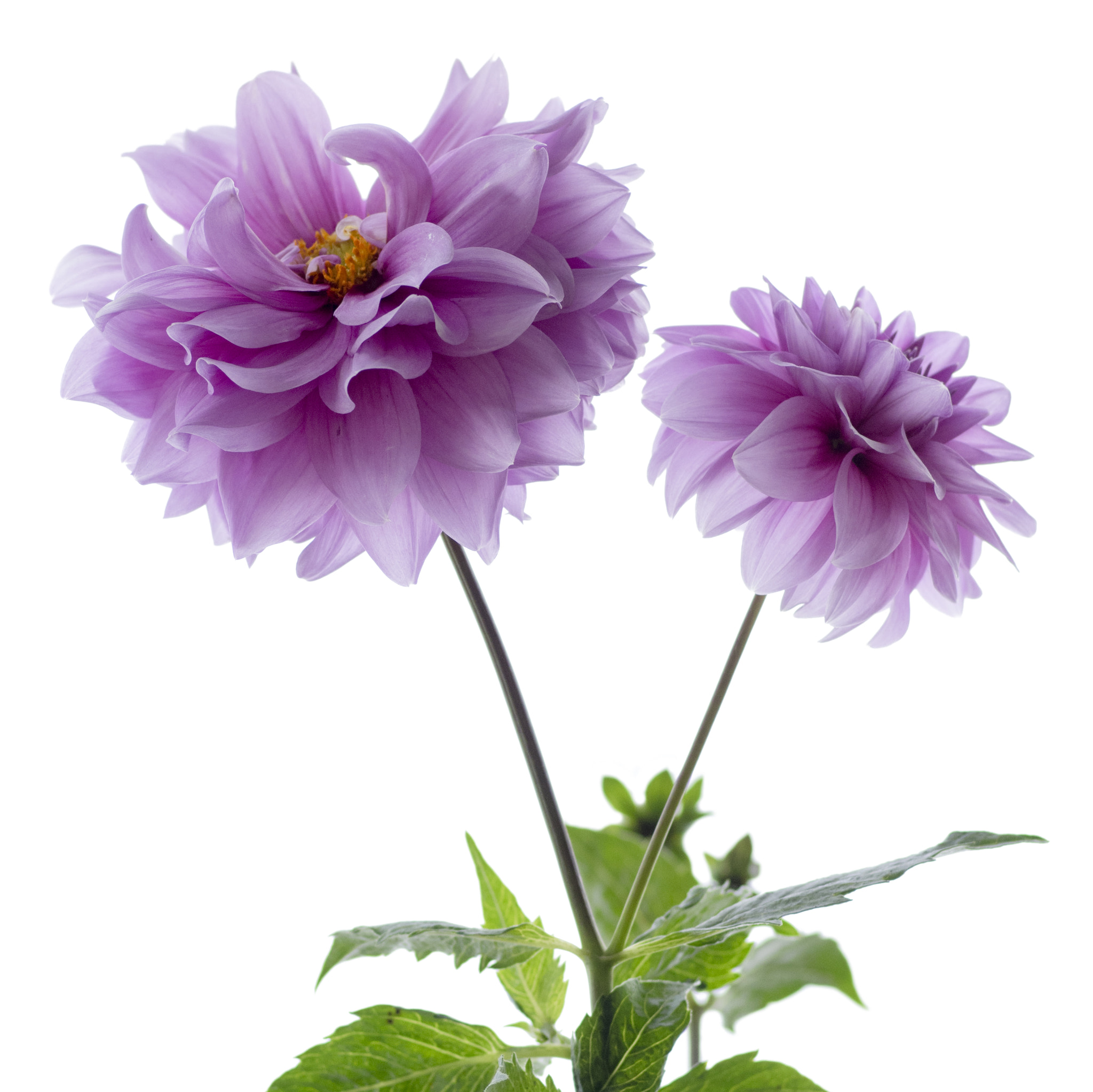 Pentax smc FA 77mm 1.8 Limited sample photo. Existence / tree dahlia photography