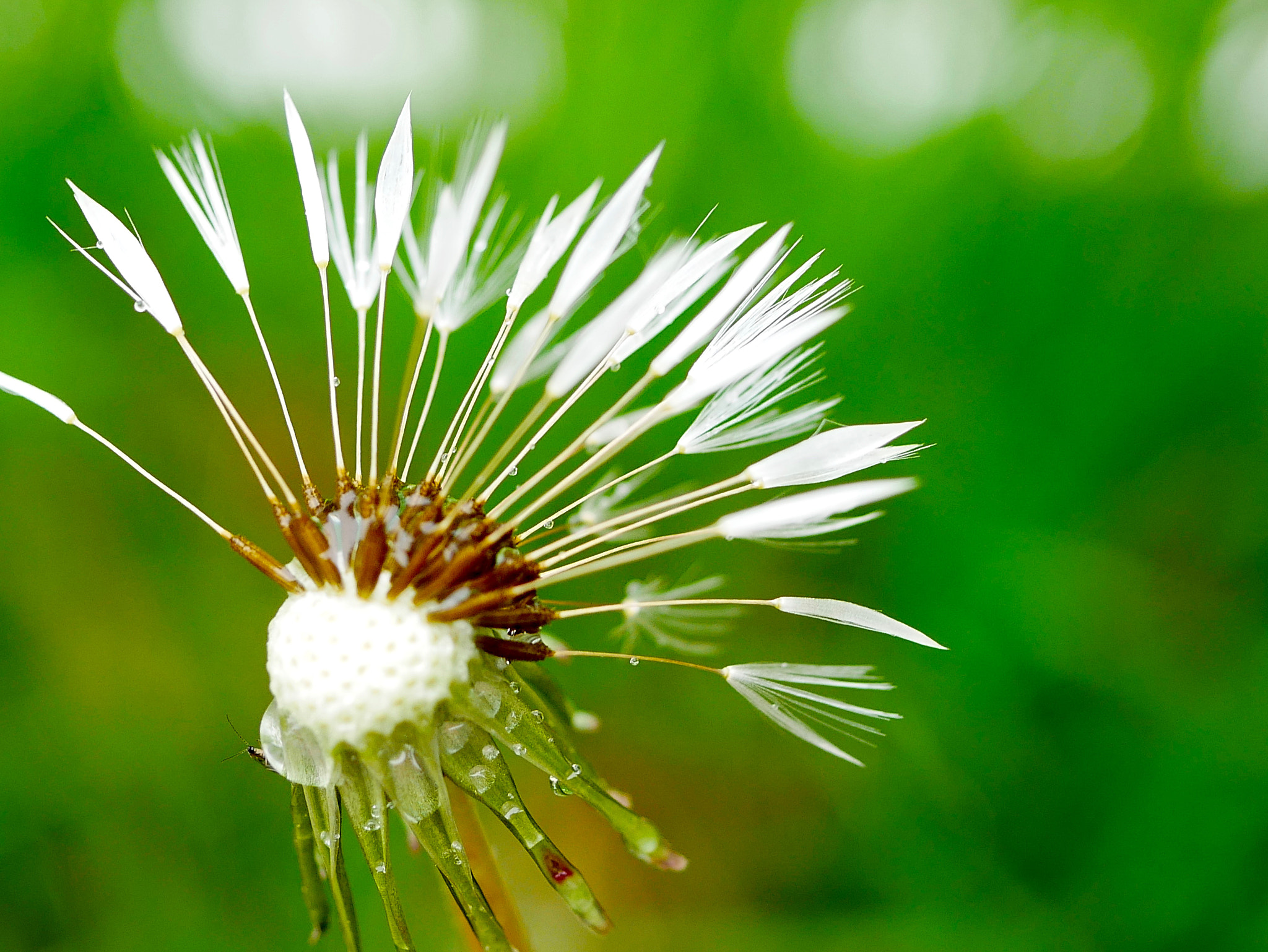 Panasonic Lumix G Macro 30mm F2.8 ASPH Mega OIS sample photo. Gouttelettes... photography
