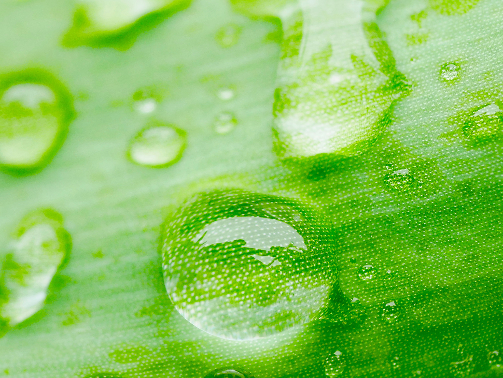 Panasonic Lumix G Macro 30mm F2.8 ASPH Mega OIS sample photo. Gouttes d'eau sur feuille verte. photography