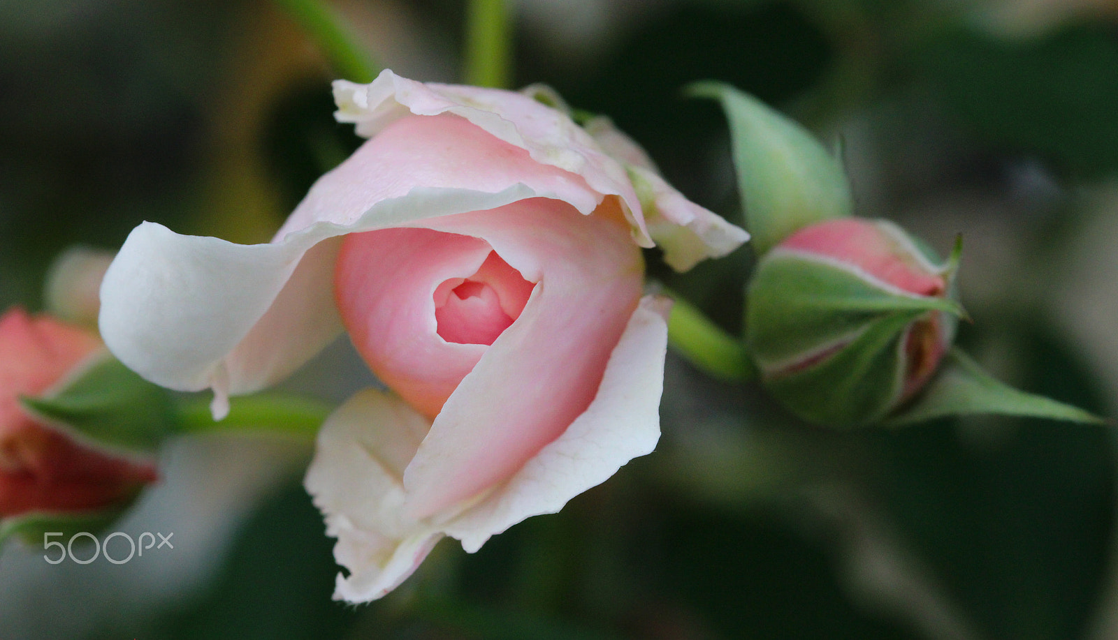 Sigma 105mm F2.8 EX DG OS HSM sample photo. Beginning to dance photography