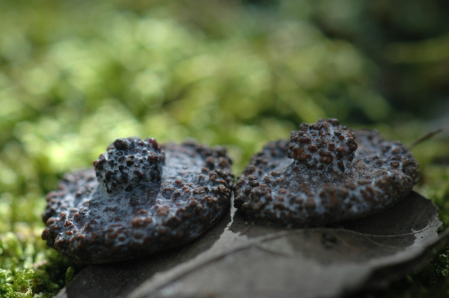 Nikon D70s + Sigma Macro 90mm F2.8 sample photo. A photography