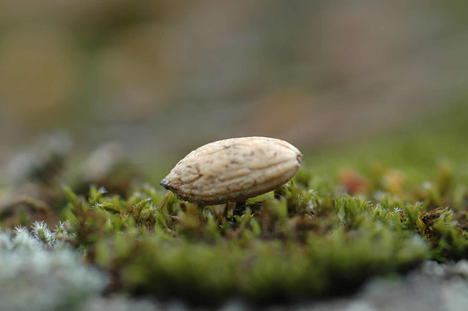 Nikon D70s + Sigma Macro 90mm F2.8 sample photo. A photography