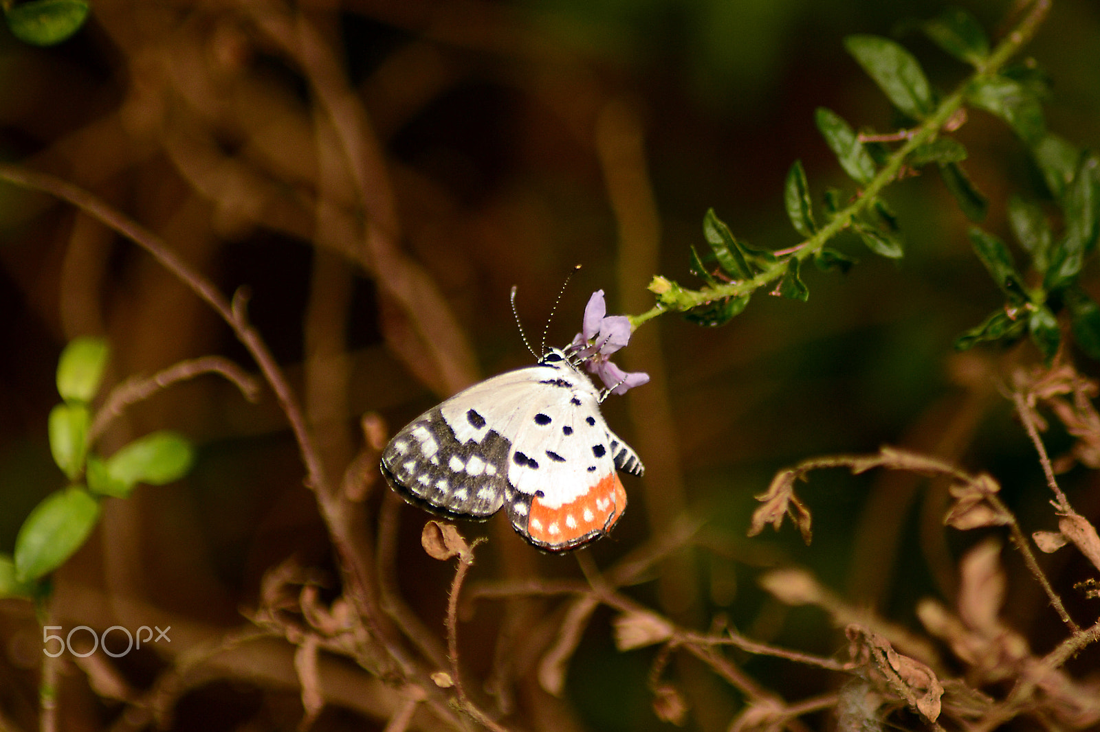 Nikon D3100 + Nikon AF Nikkor 20mm F2.8D sample photo. Butter fly photography