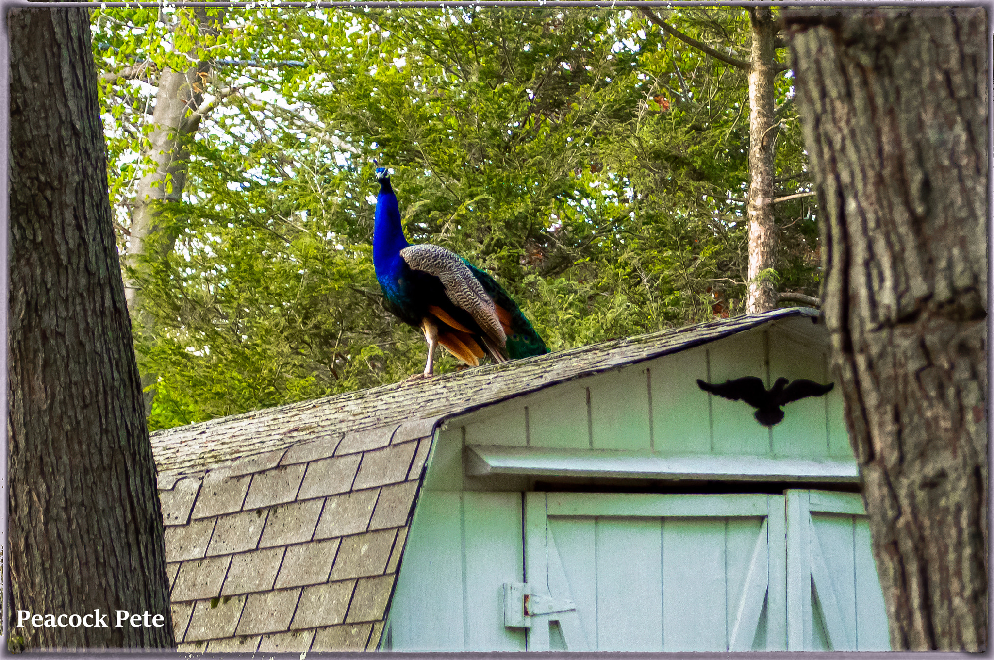 smc PENTAX-FA 28-80mm F3.5-5.6 AL sample photo. Pete the peacock, on our back shed. taken at iso 2000, as it was beginning to get dard. hand... photography