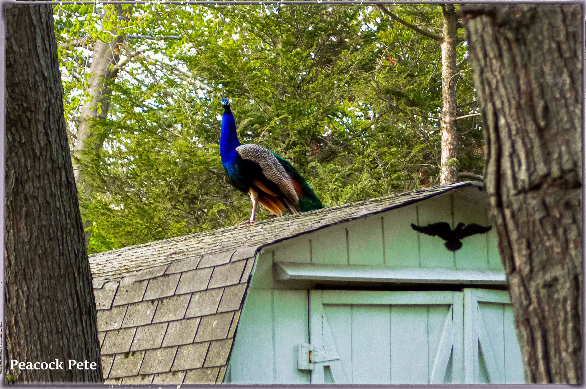 Pentax K-x sample photo. Pete the peacock, on our back shed. taken at iso 2000, as it was beginning to get dard. hand... photography