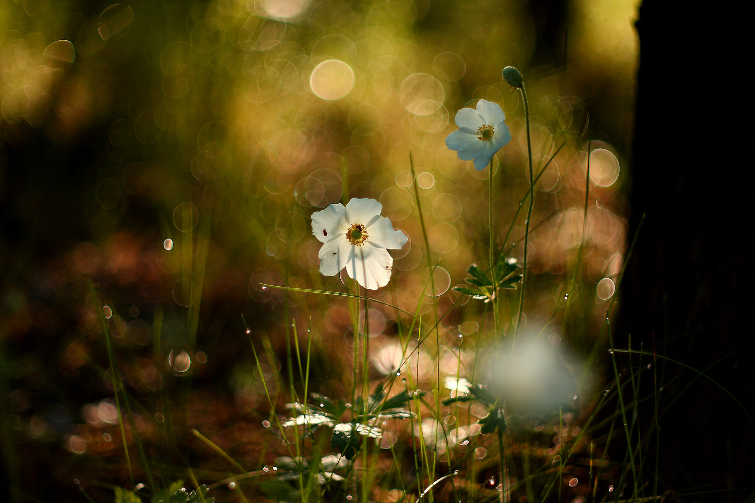 Canon EF 28-80mm f/3.5-5.6 sample photo. Magic morning photography