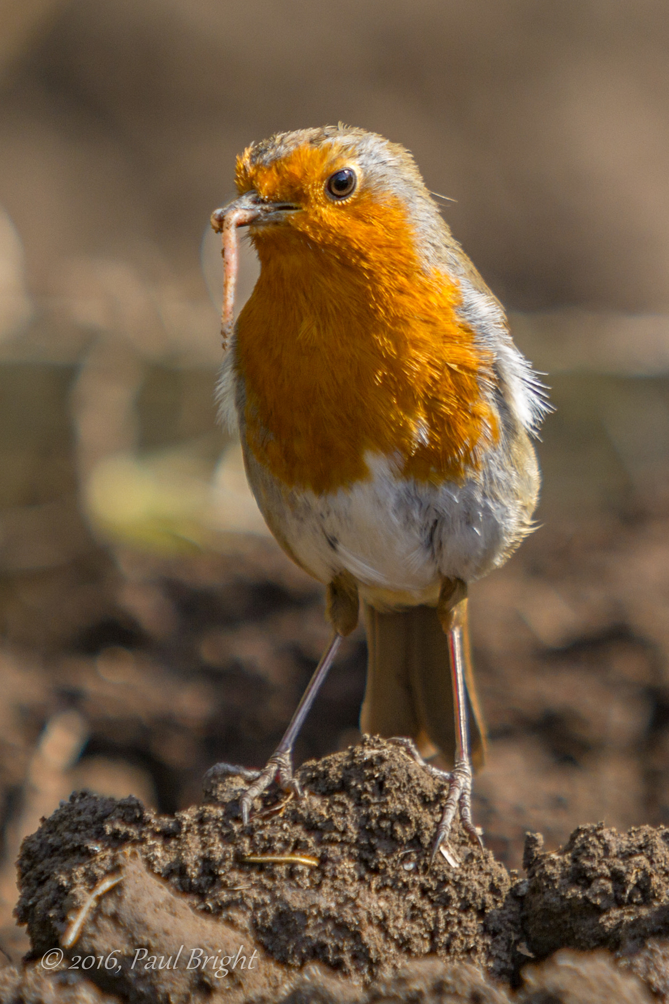 Canon EF 70-200mm F2.8L USM sample photo. Hungry robin photography