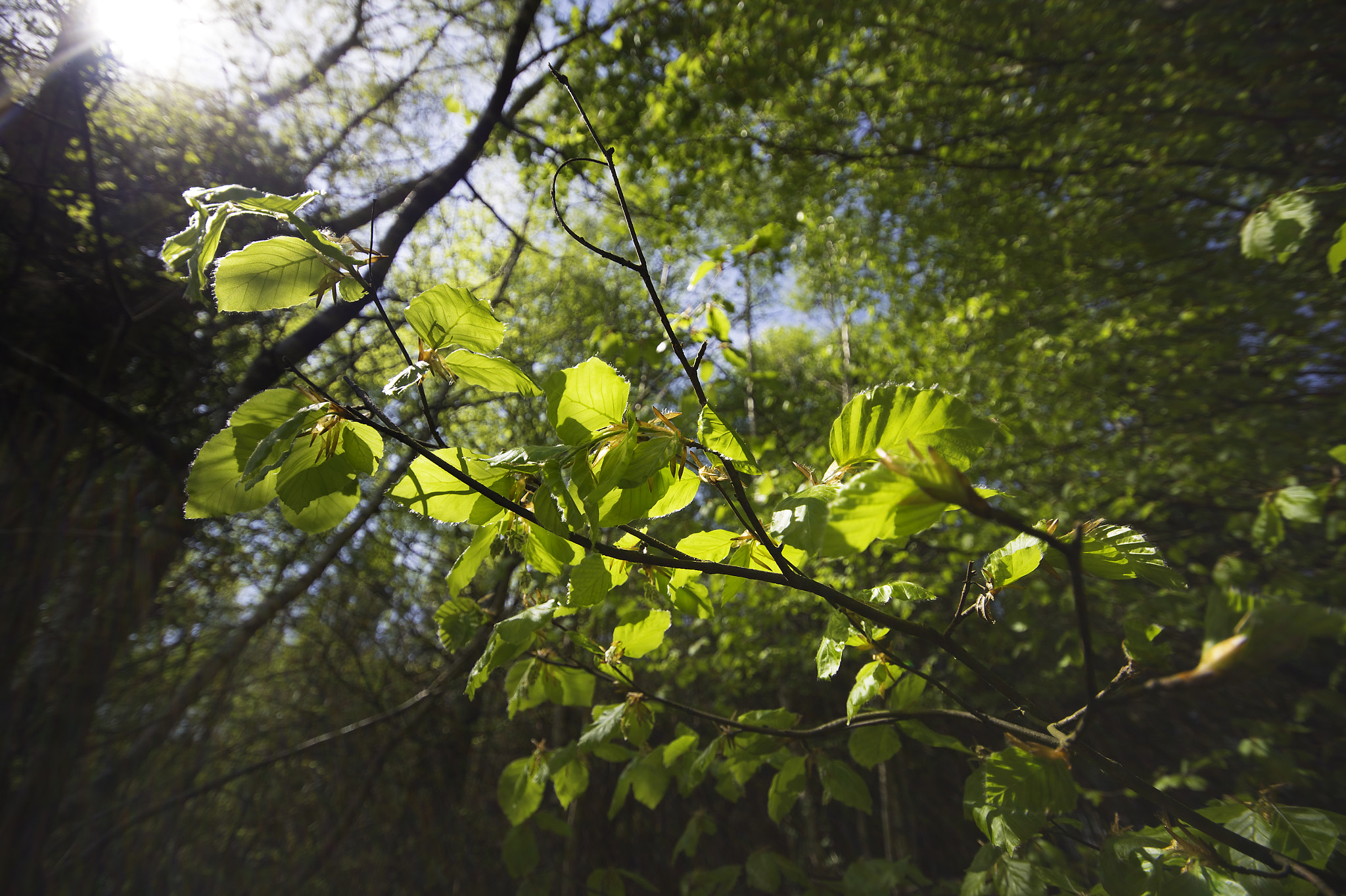 Sigma 10-20mm F4-5.6 EX DC HSM sample photo. Verdant photography