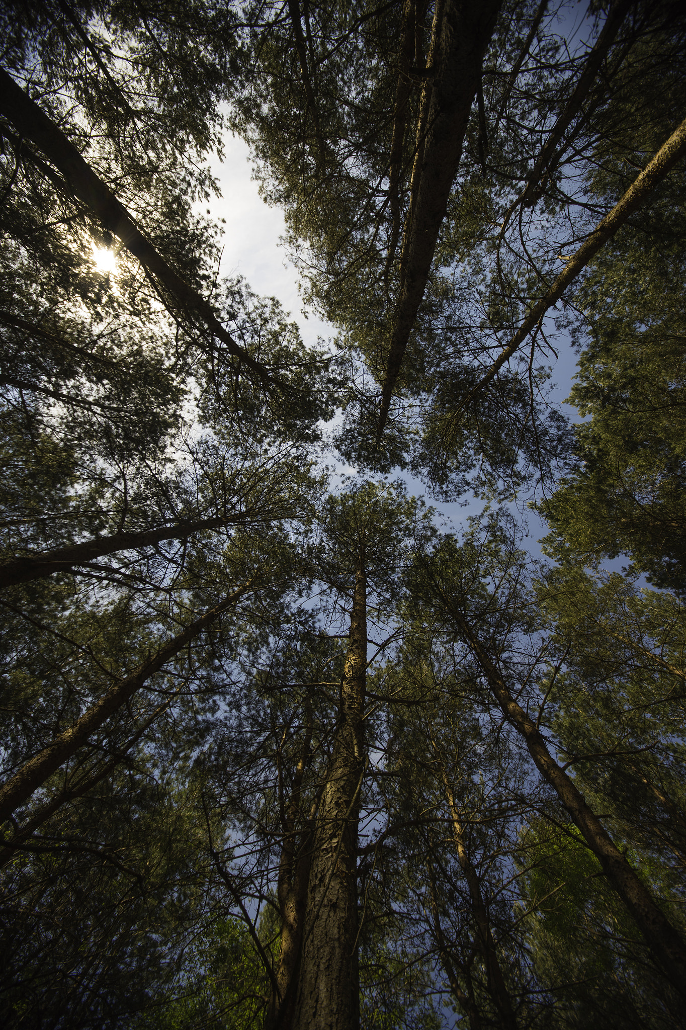 Sigma 10-20mm F4-5.6 EX DC HSM sample photo. Worm's eye view photography