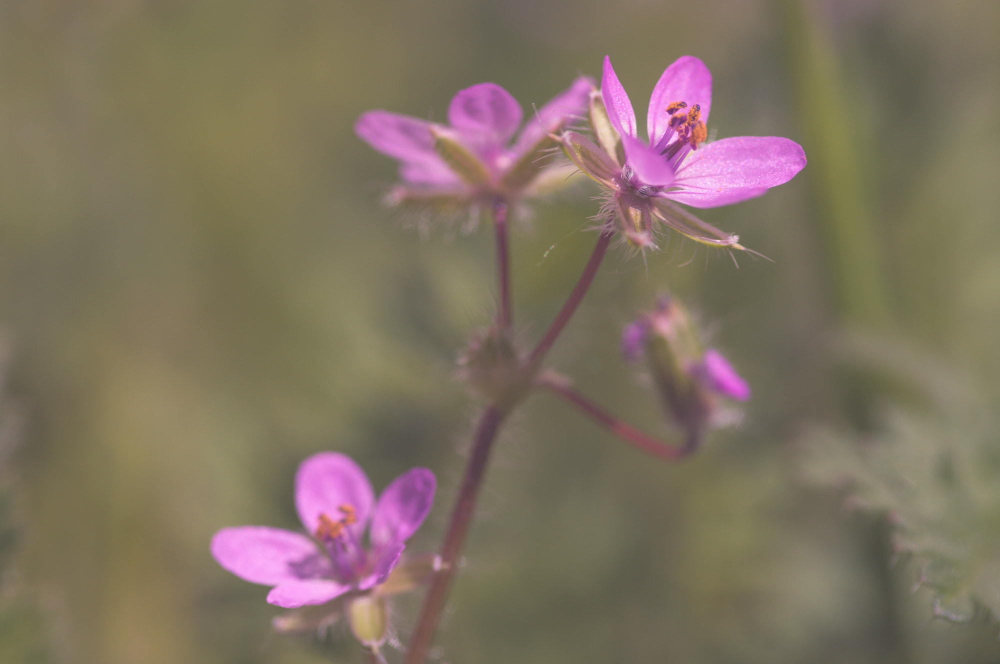 Pentax smc D-FA 100mm F2.8 macro sample photo. Flower photography