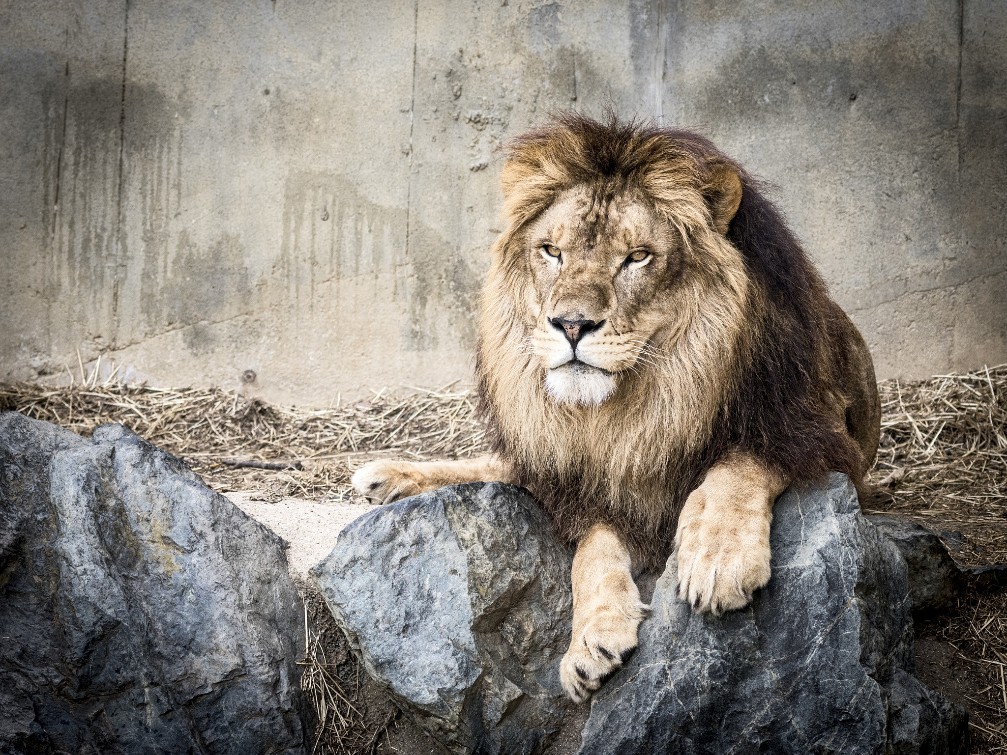 smc PENTAX-FA 645 80-160mm F4.5 sample photo. Lion photography
