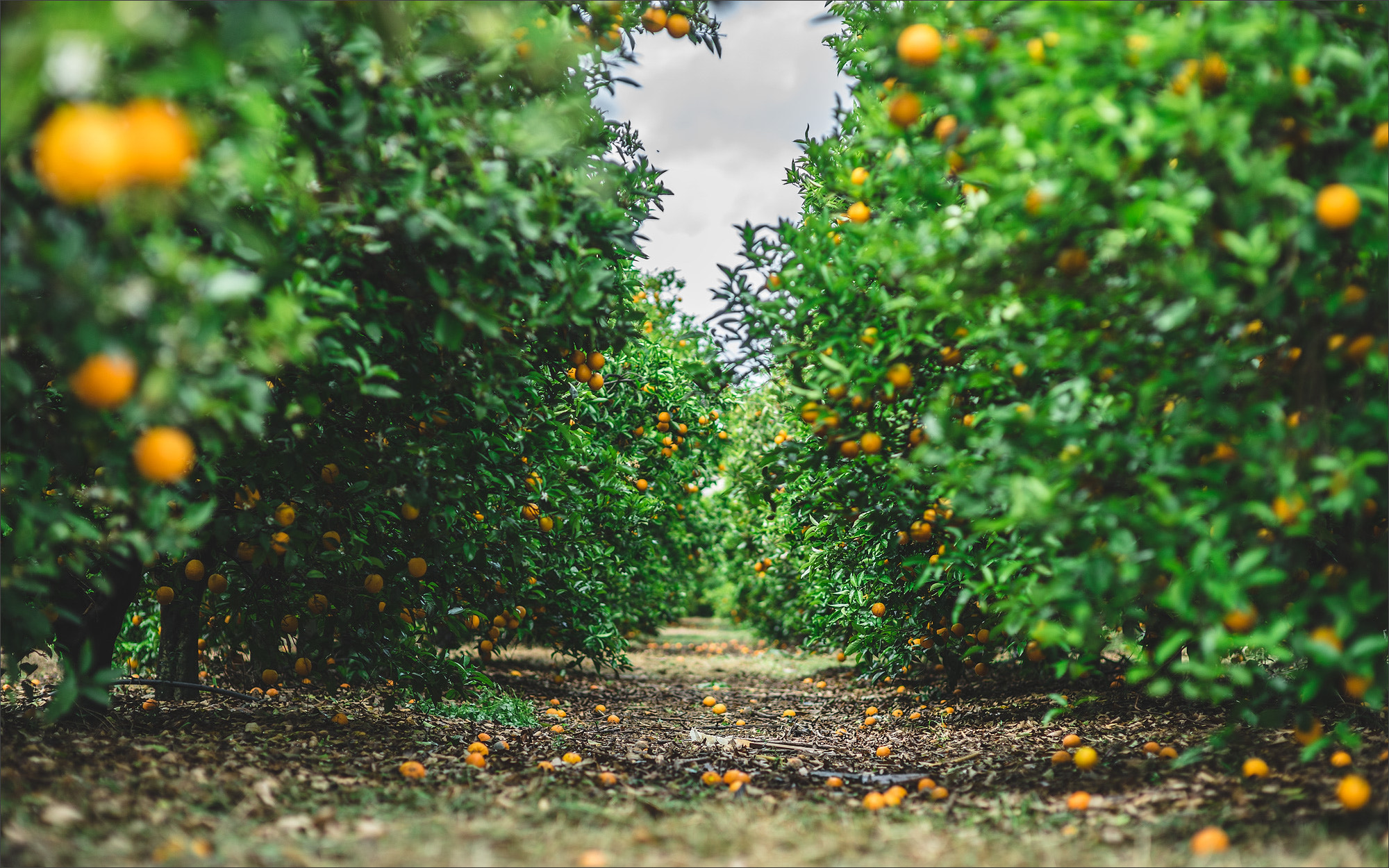 0mm F0 SAM sample photo. Orange field photography
