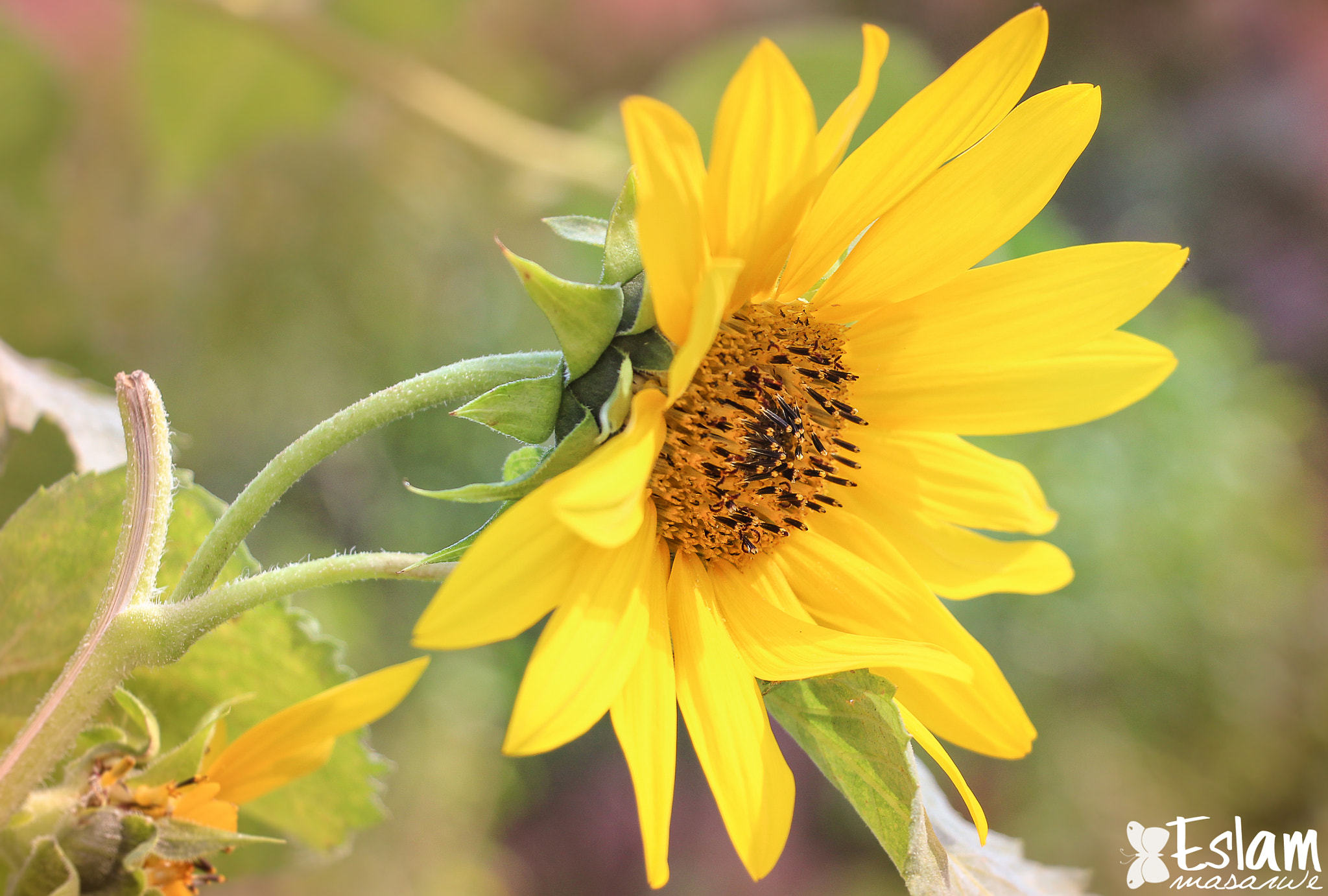 Canon EF-S 18-135mm F3.5-5.6 IS STM sample photo. Sunflower photography