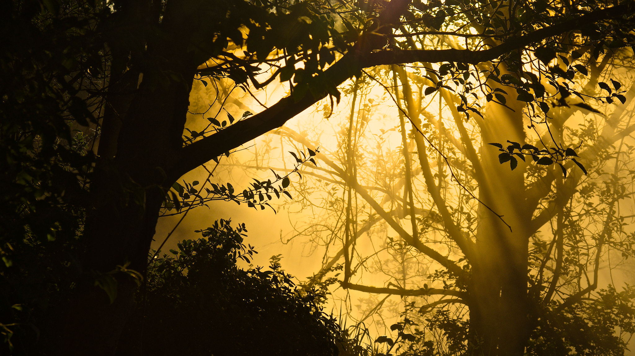 Pentax smc DA 50-200mm F4-5.6 ED WR sample photo. Chasing light through the forest photography