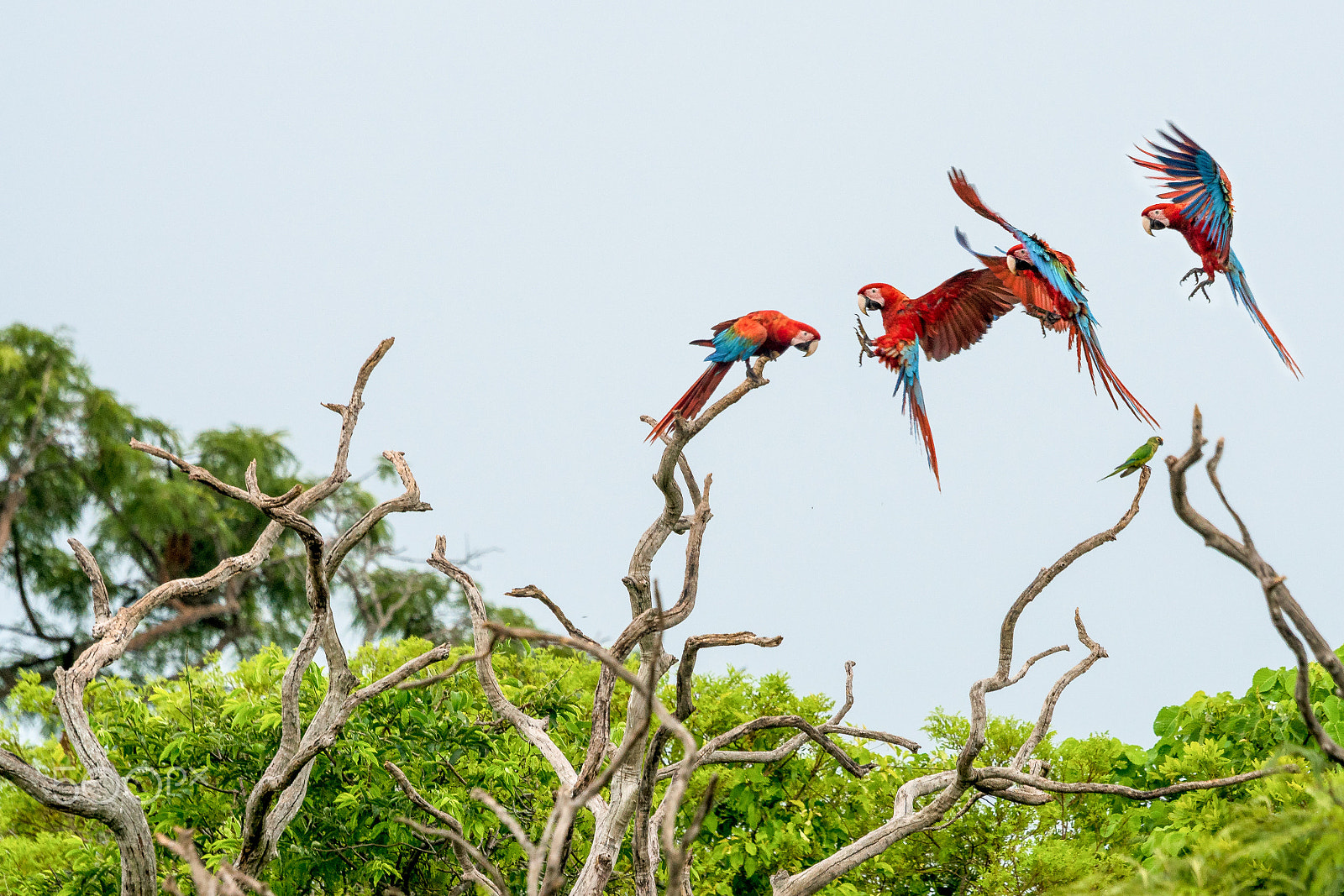 Sony ILCA-77M2 + Sony 70-400mm F4-5.6 G SSM sample photo. Macaw in flight photography