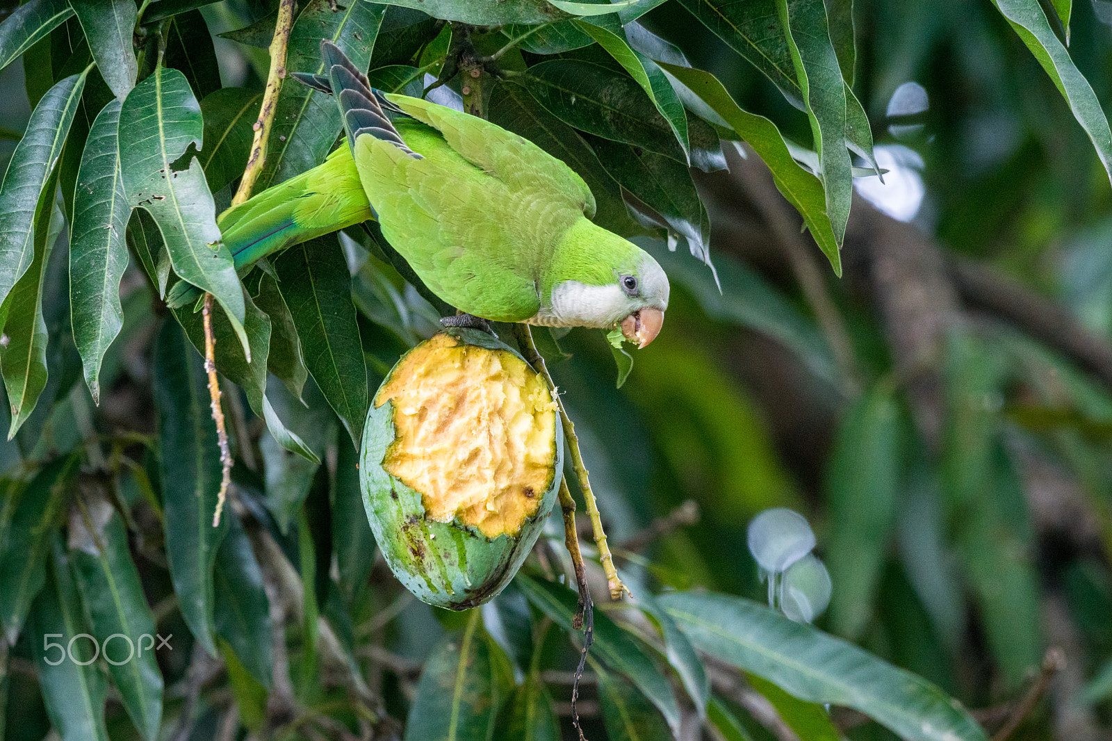 Sony ILCA-77M2 + Sony 70-400mm F4-5.6 G SSM sample photo. Parrot and mango photography