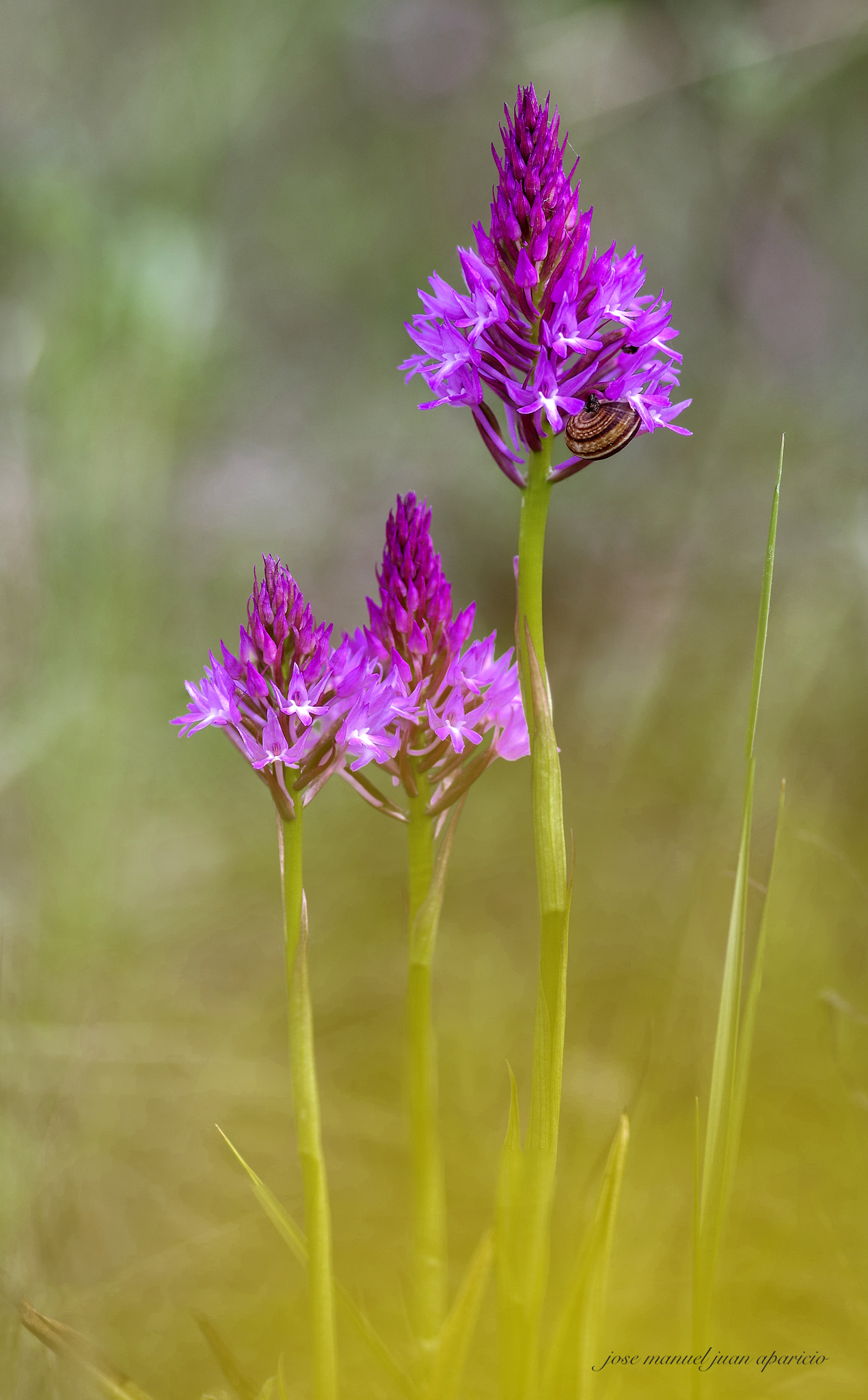 Pentax K-3 II + Sigma sample photo. Ophrys pyramidalis anacamptis ii photography