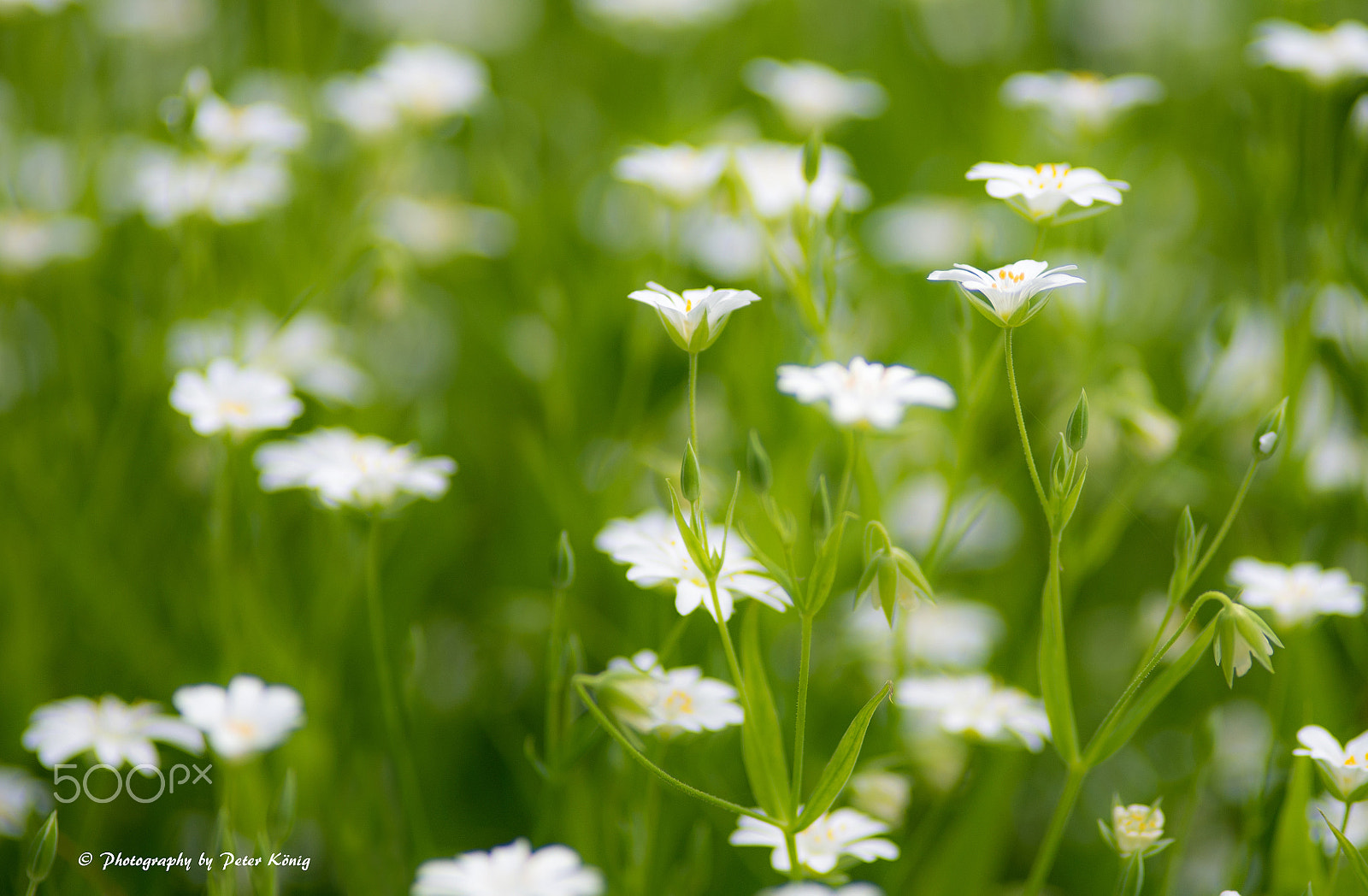 Nikon D600 + Nikon AF Nikkor 180mm F2.8D ED-IF sample photo. Soft nature photography