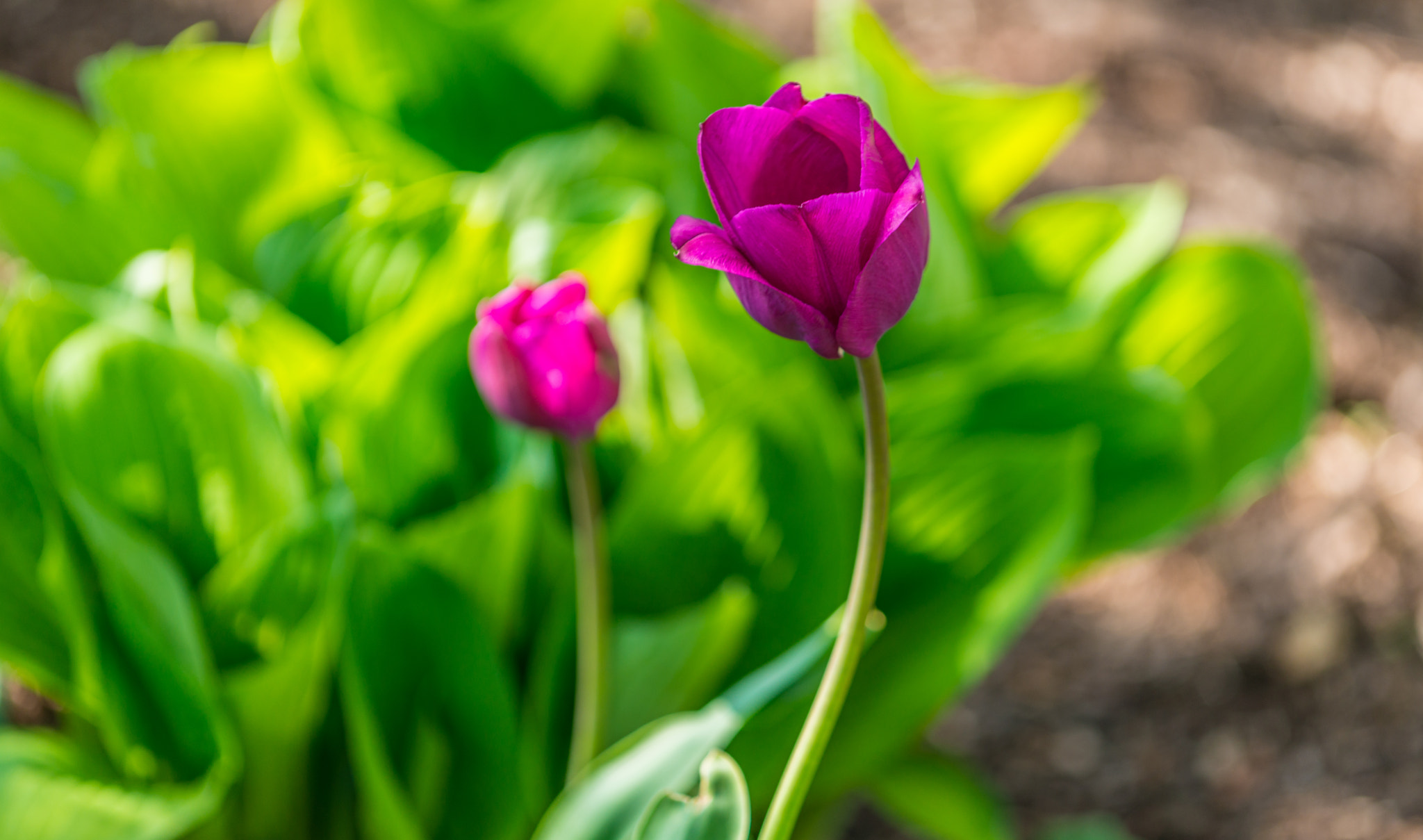 Nikon D800 + Nikon AF Micro-Nikkor 200mm F4D ED-IF sample photo. Dsc_7346.jpg photography