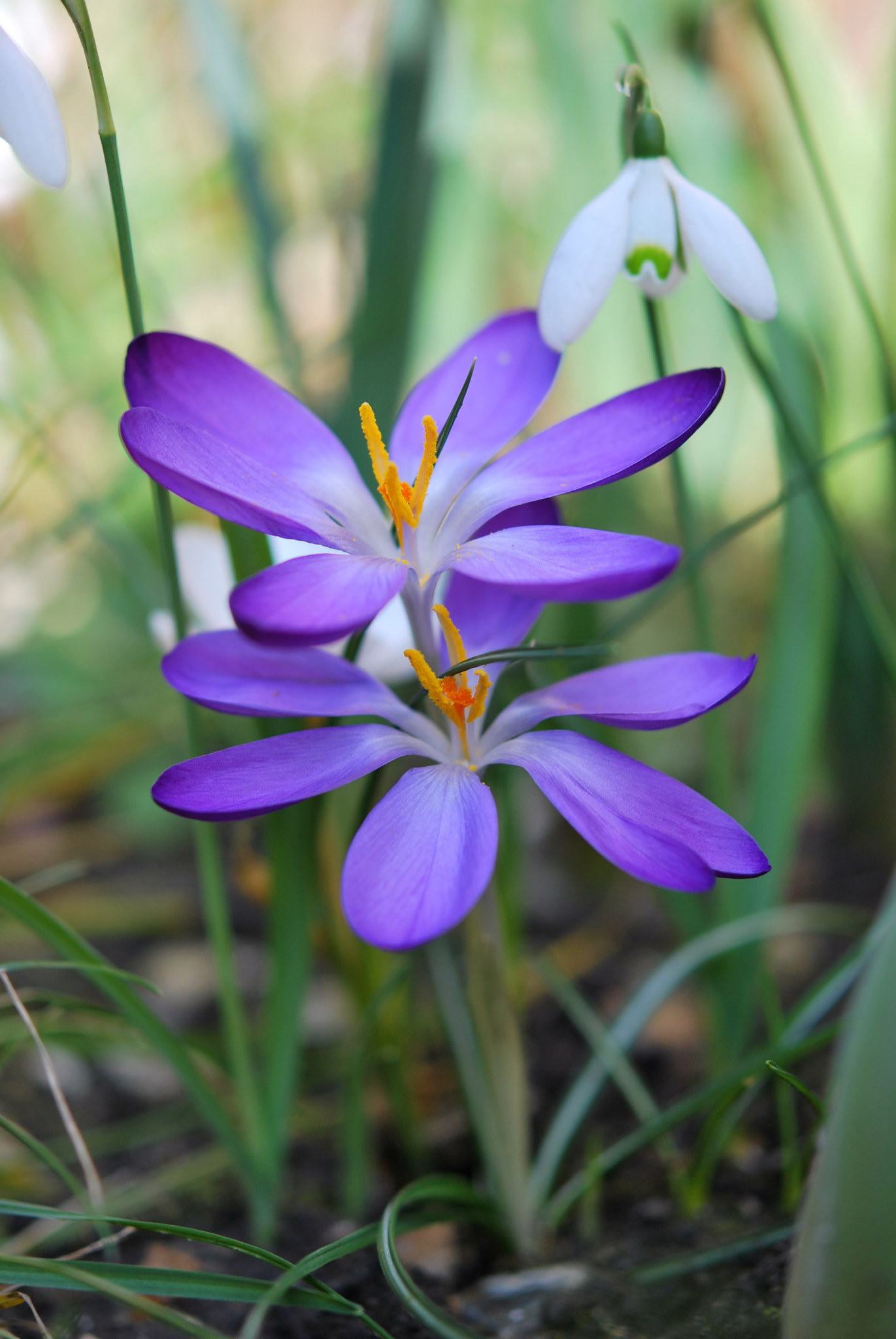 Nikon AF-S Micro-Nikkor 60mm F2.8G ED sample photo. Crocus photography