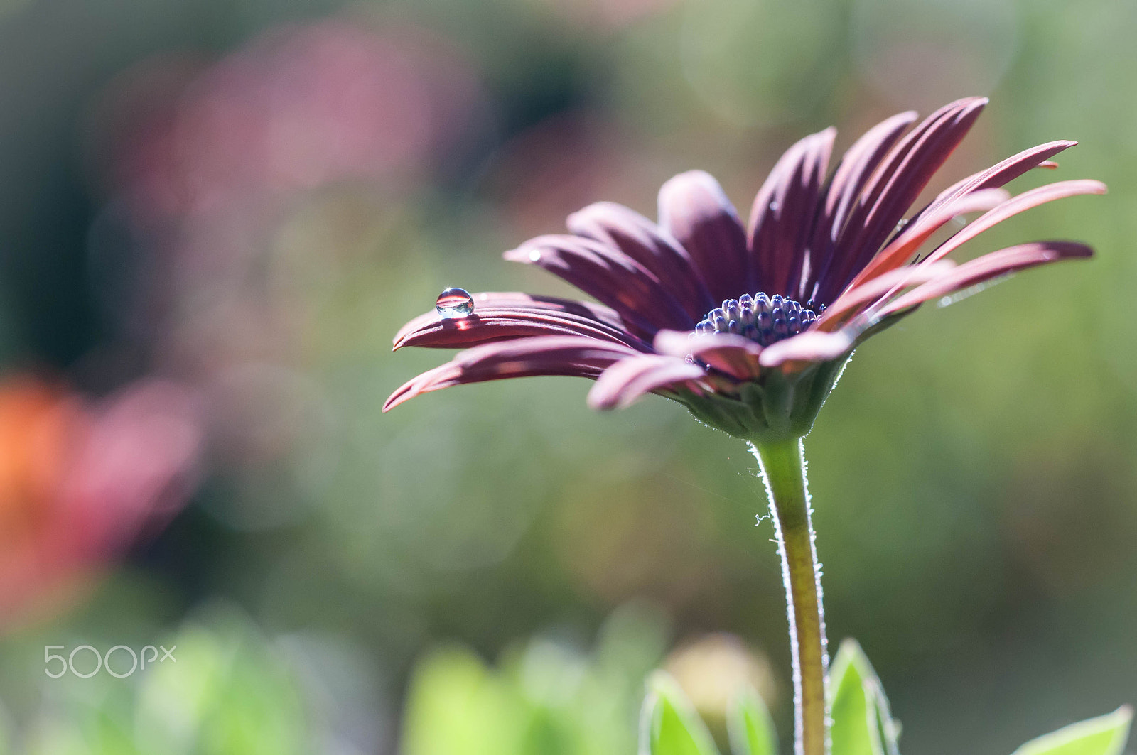 Nikon D300 + AF Micro-Nikkor 55mm f/2.8 sample photo. Morning sunshine photography