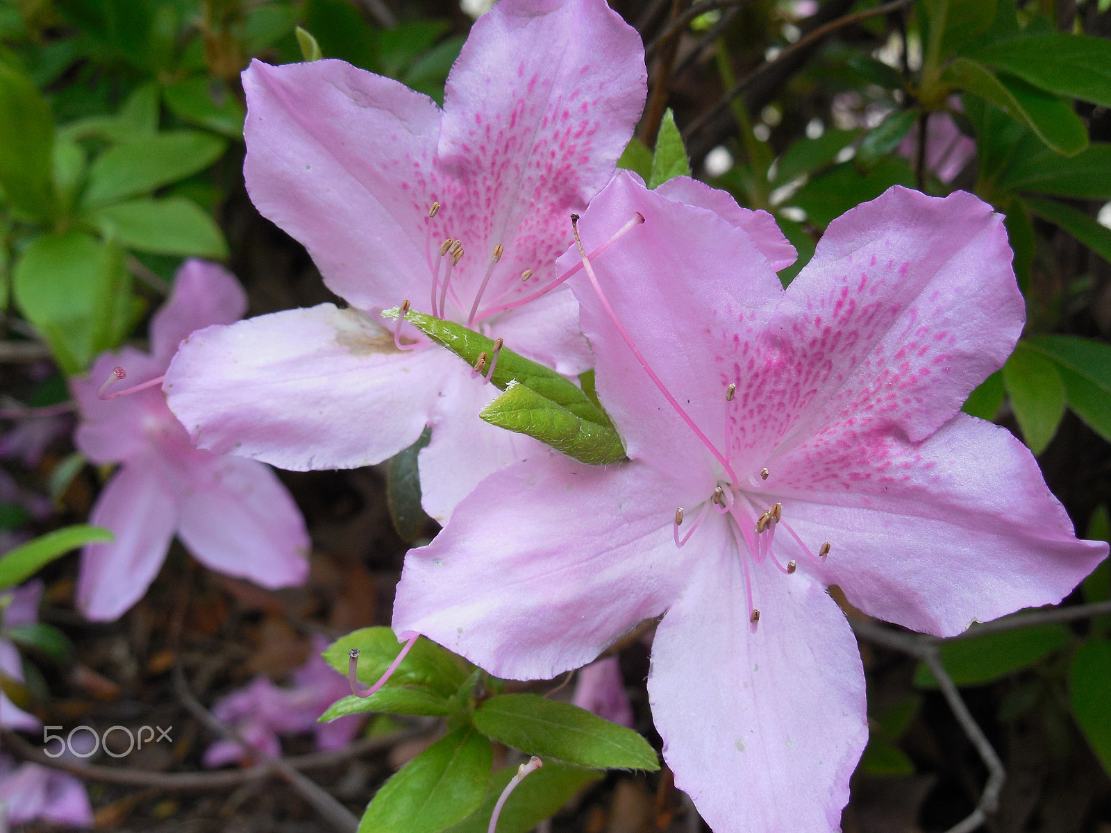 Nikon COOLPIX L620 sample photo. Azaleas photography