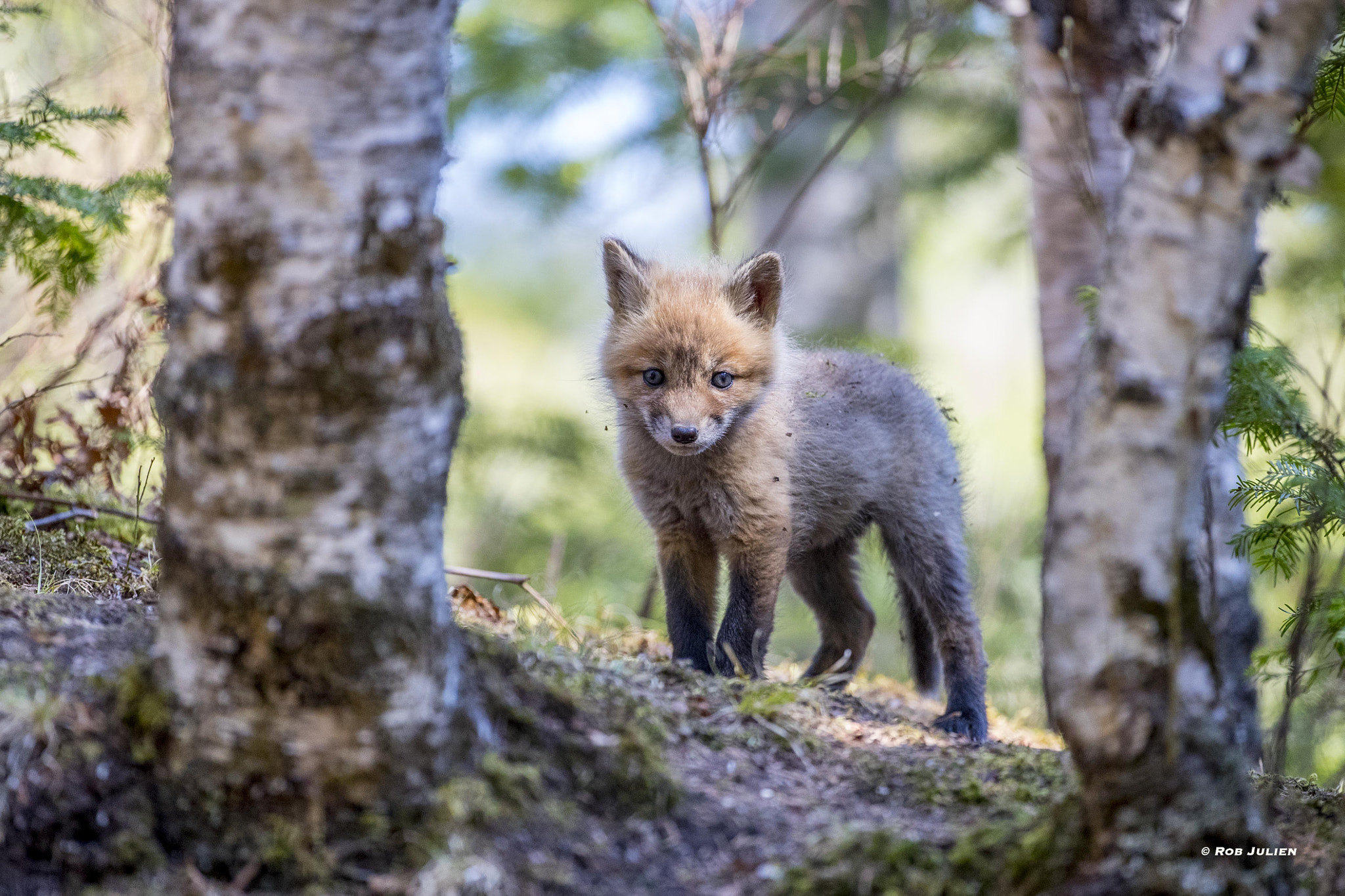 Canon EF 200-400mm F4L IS USM Extender 1.4x sample photo. The fox family photography