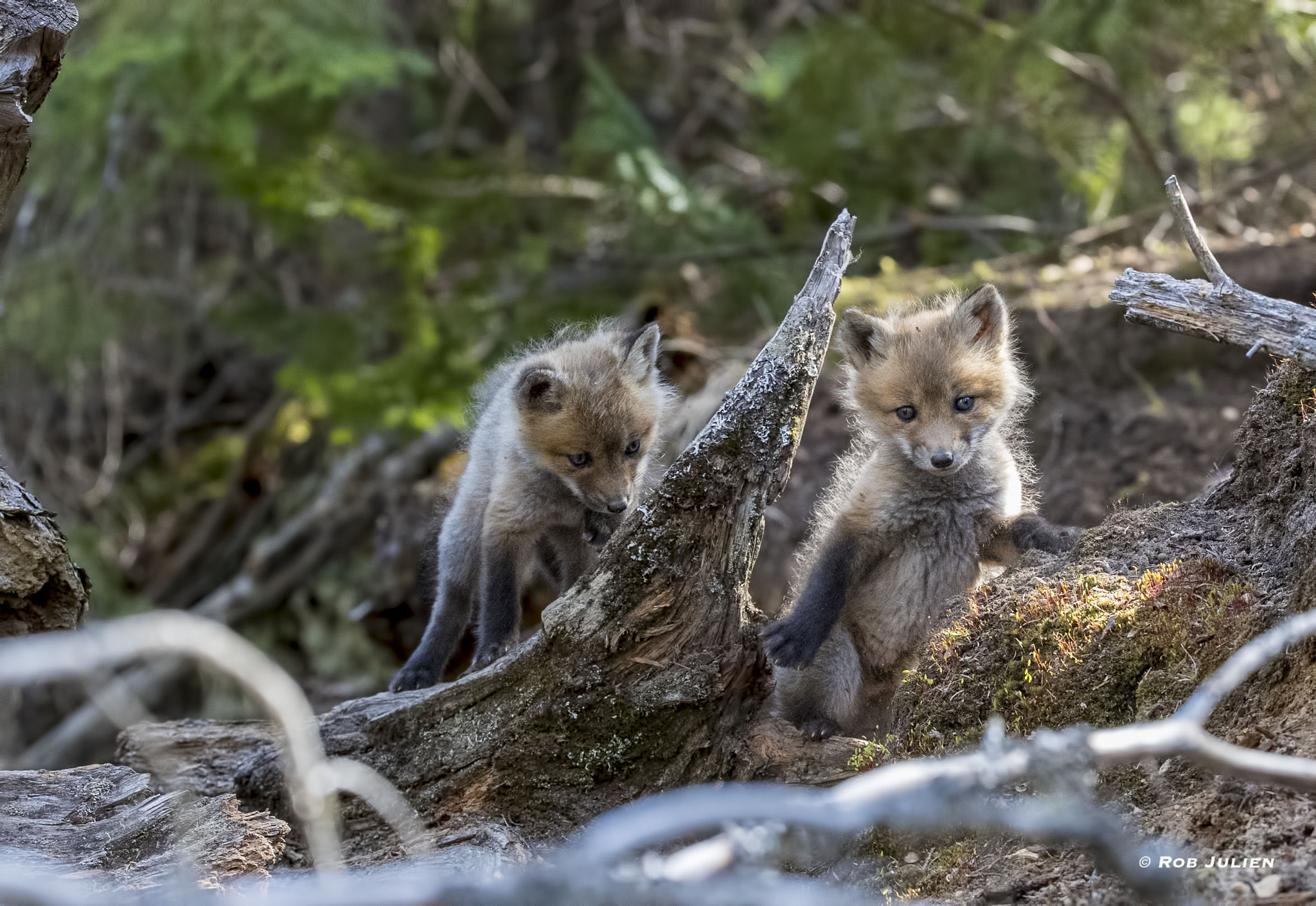 Canon EF 200-400mm F4L IS USM Extender 1.4x sample photo. The fox family photography