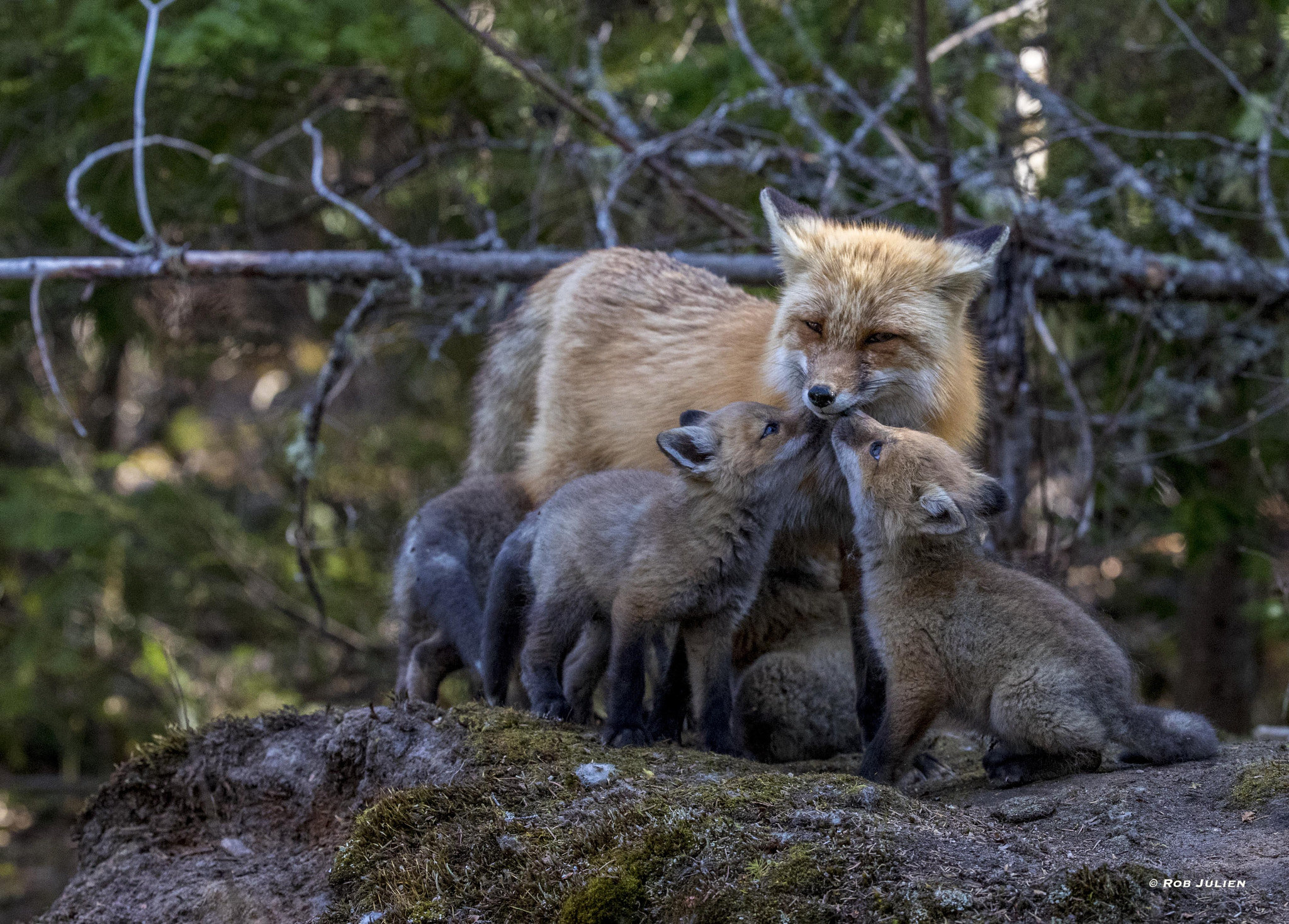 Canon EF 200-400mm F4L IS USM Extender 1.4x sample photo. The fox family photography