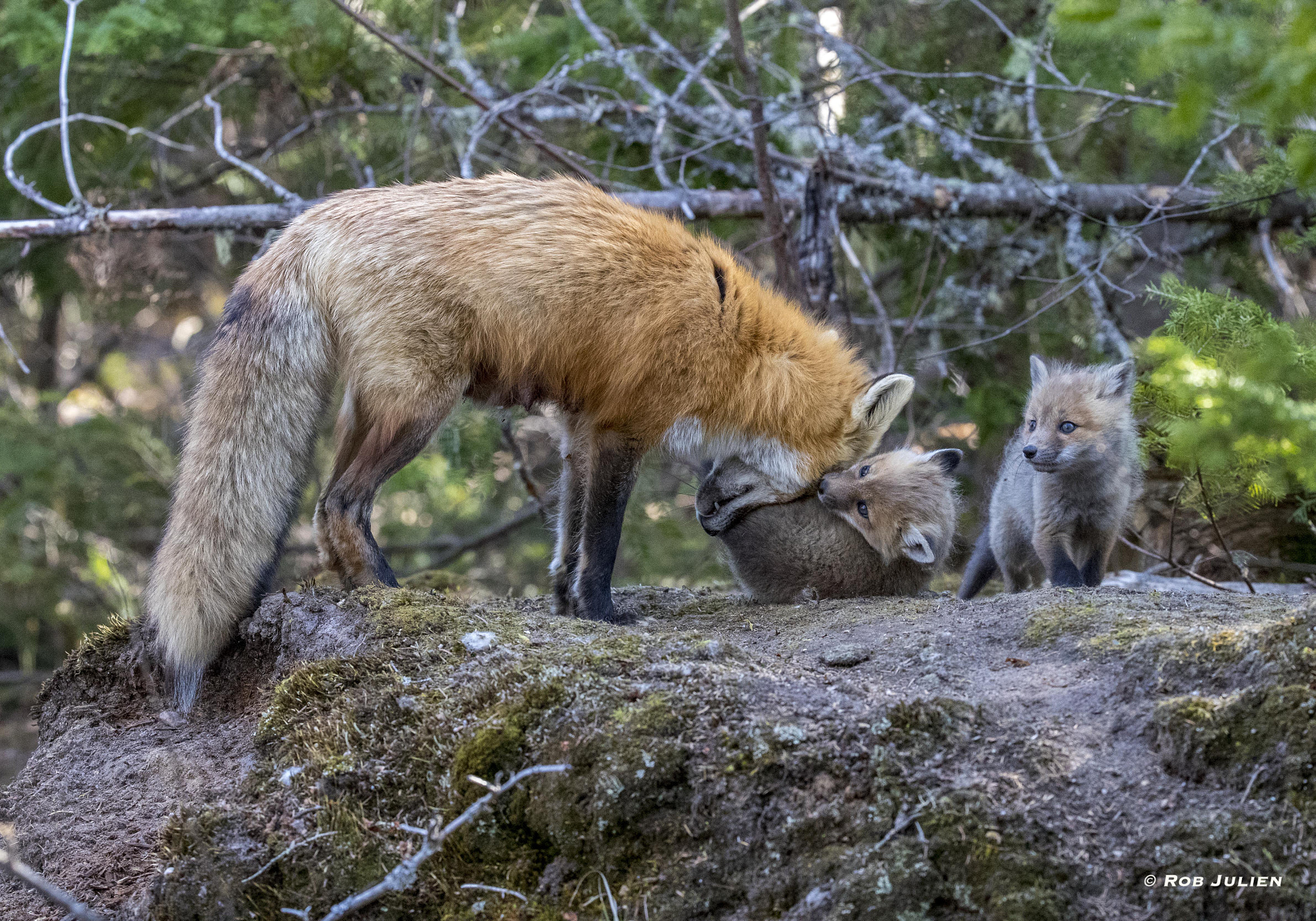 Canon EF 200-400mm F4L IS USM Extender 1.4x sample photo. The fox family photography