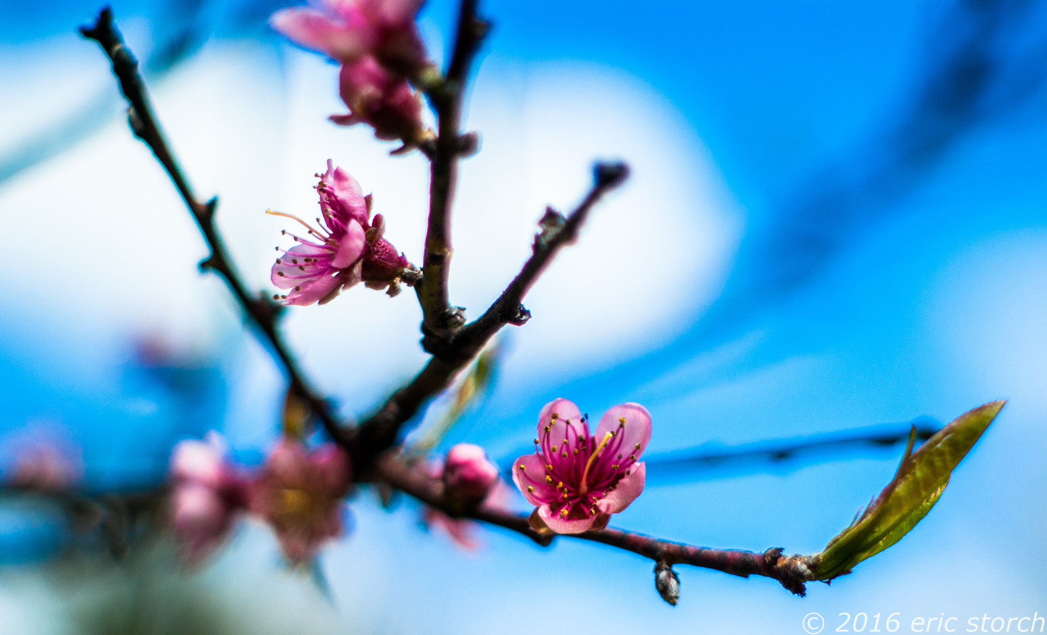 Pentax K10D + A Series Lens sample photo. Peach blossom photography