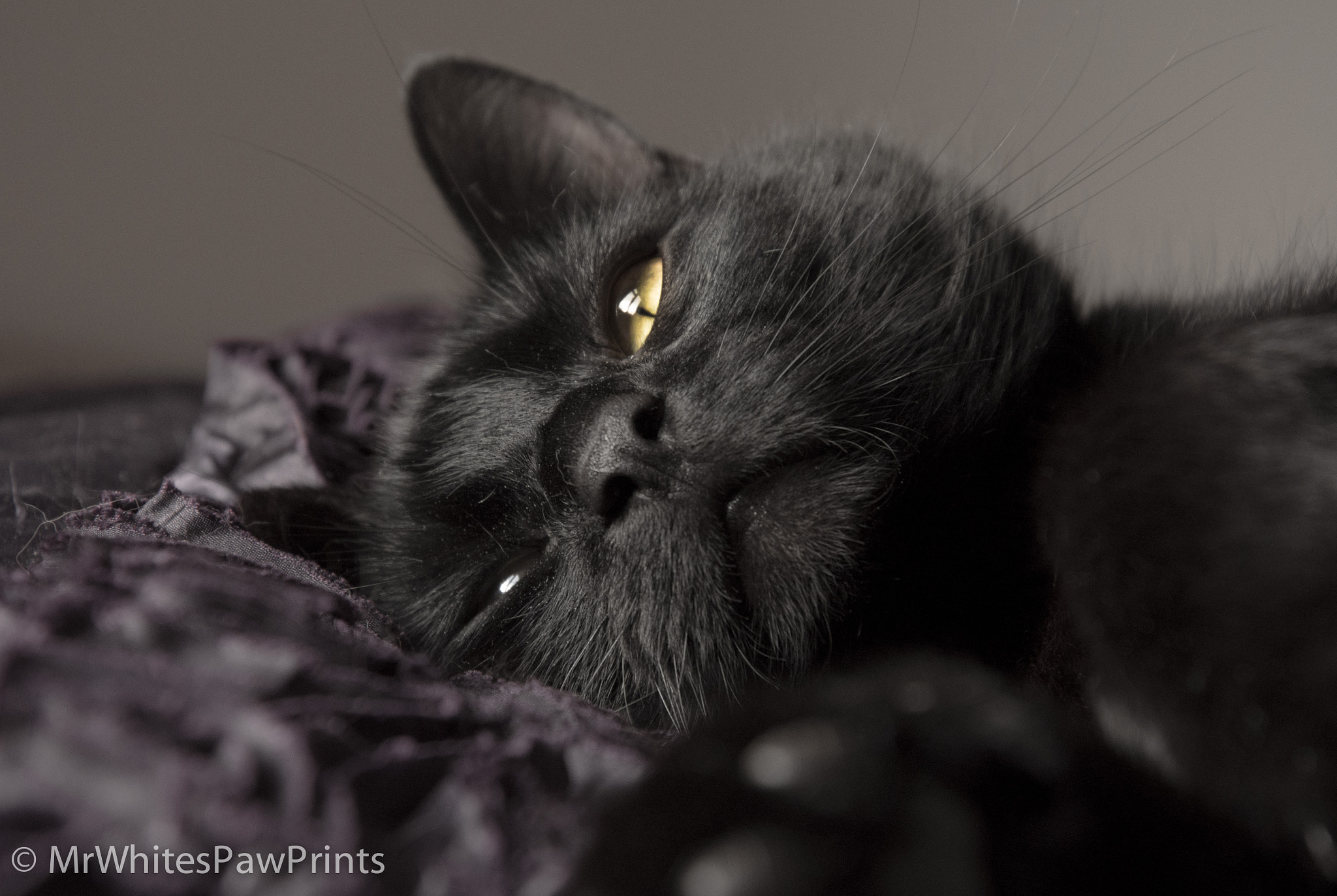 AF-S VR DX 16-80mm f/2.8-4.0E ED sample photo. Daydreaming cat photography
