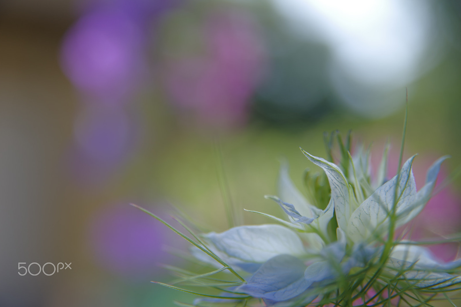 Sigma 17-70mm F2.8-4.5 DC Macro sample photo. Bkh photography