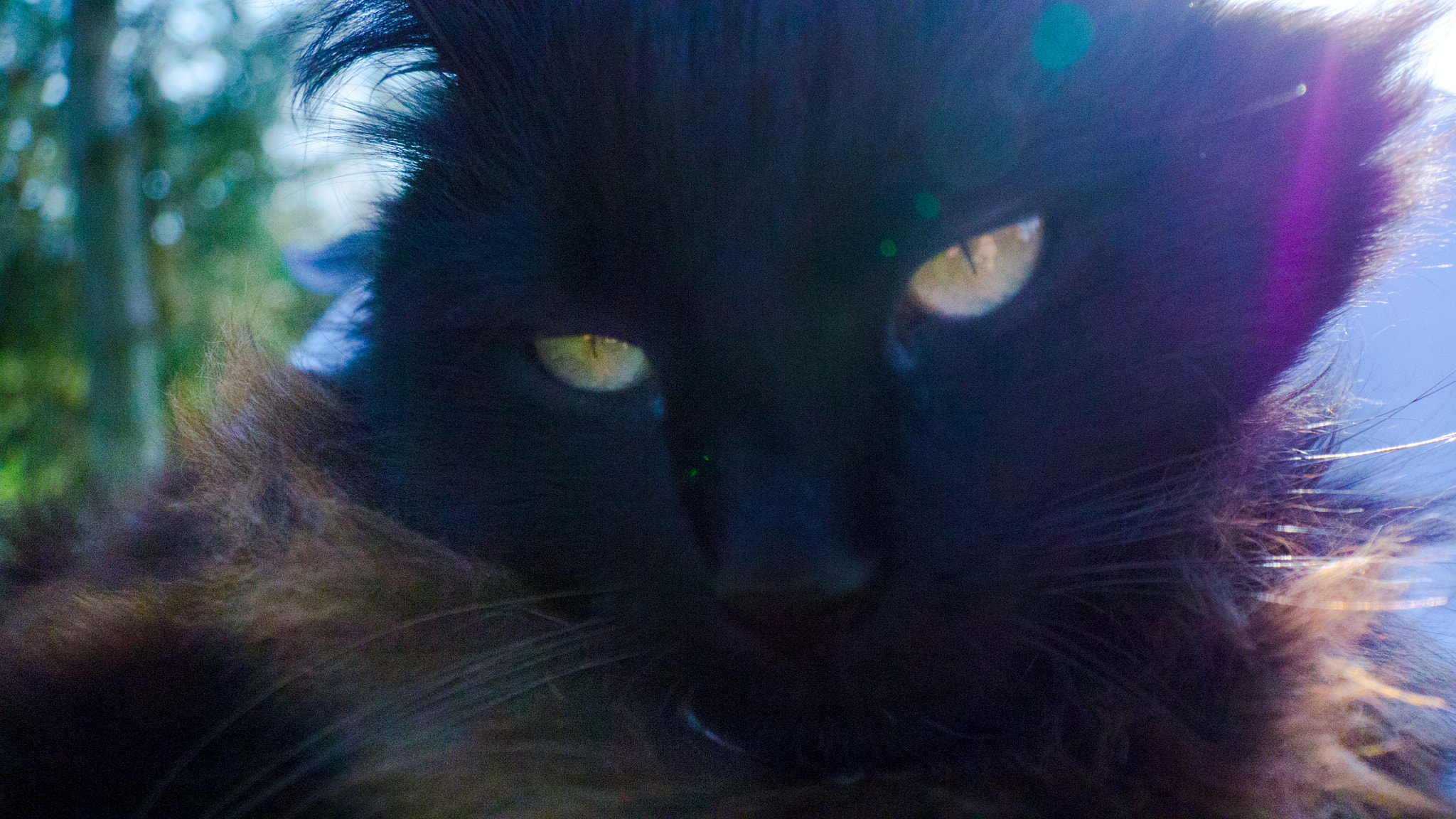 LUMIX G VARIO PZ 14-42/F3.5-5.6 sample photo. Beautiful cat photography