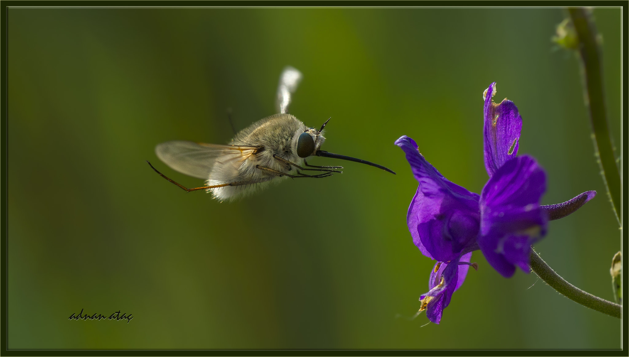 Nikon D4 sample photo. Tüylü sineklerden (bombyliidae) arı sineği (bombylius major) photography