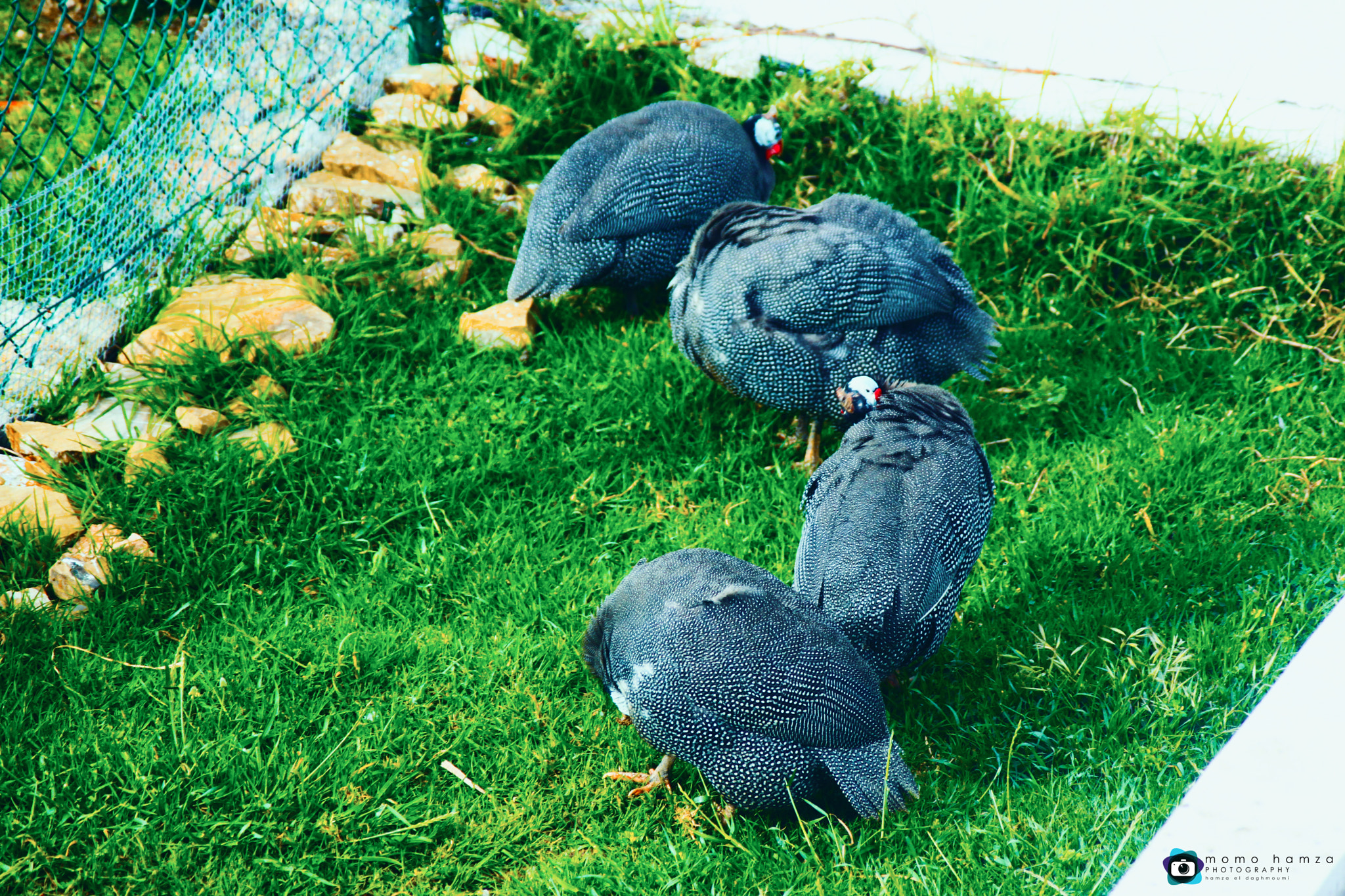Canon EF 100-300mm f/5.6 sample photo