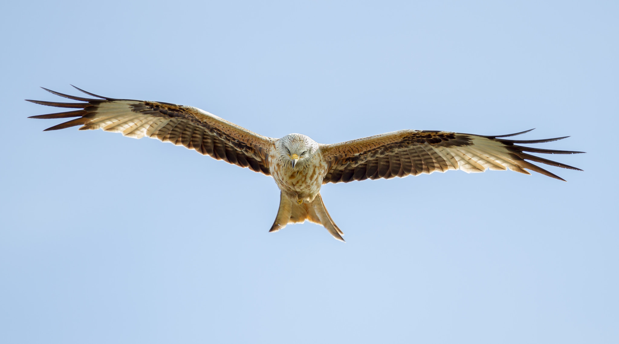Canon EOS-1D Mark IV + Canon EF 500mm F4L IS II USM sample photo. Red kite photography