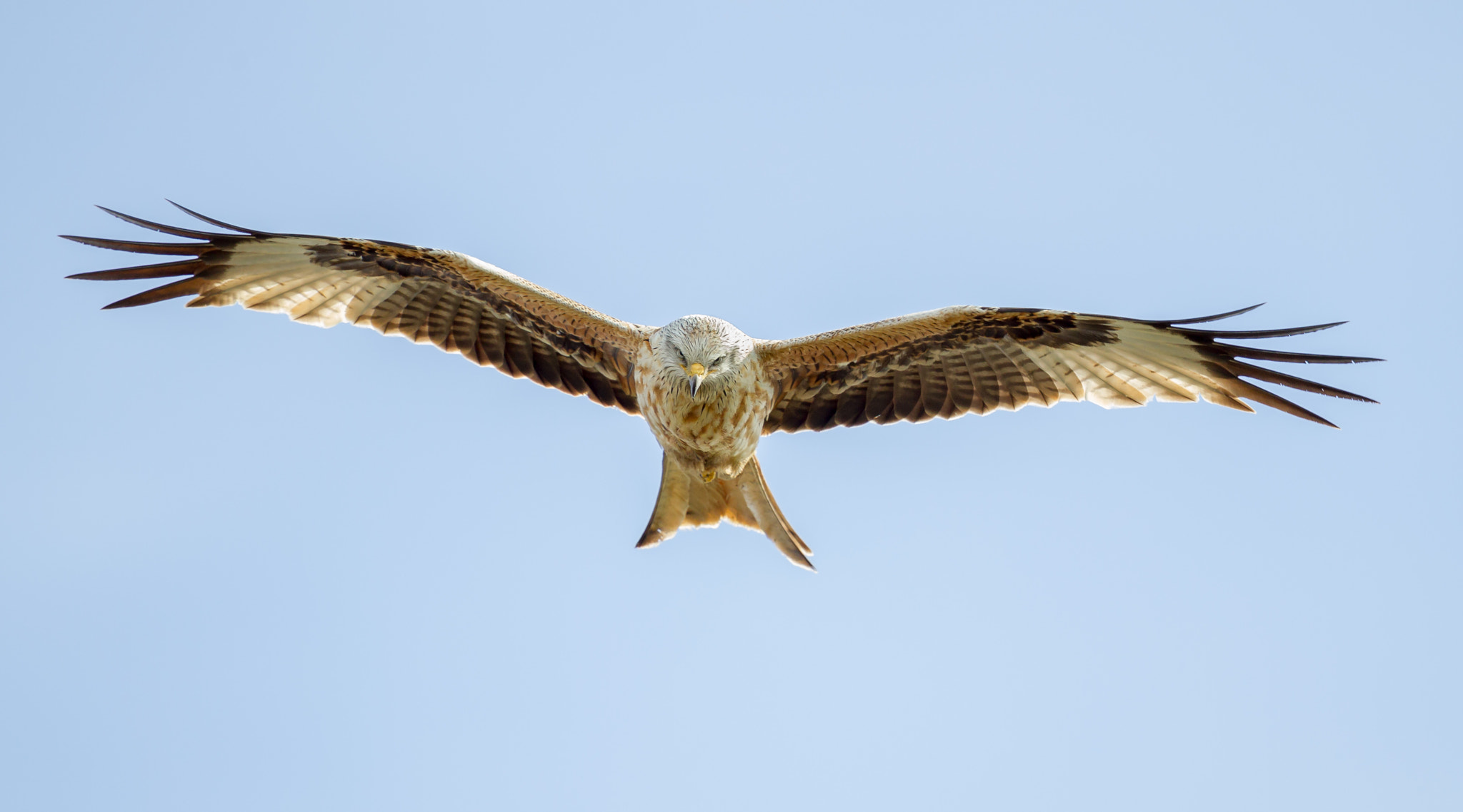 Canon EF 500mm F4L IS II USM sample photo. Red kite photography