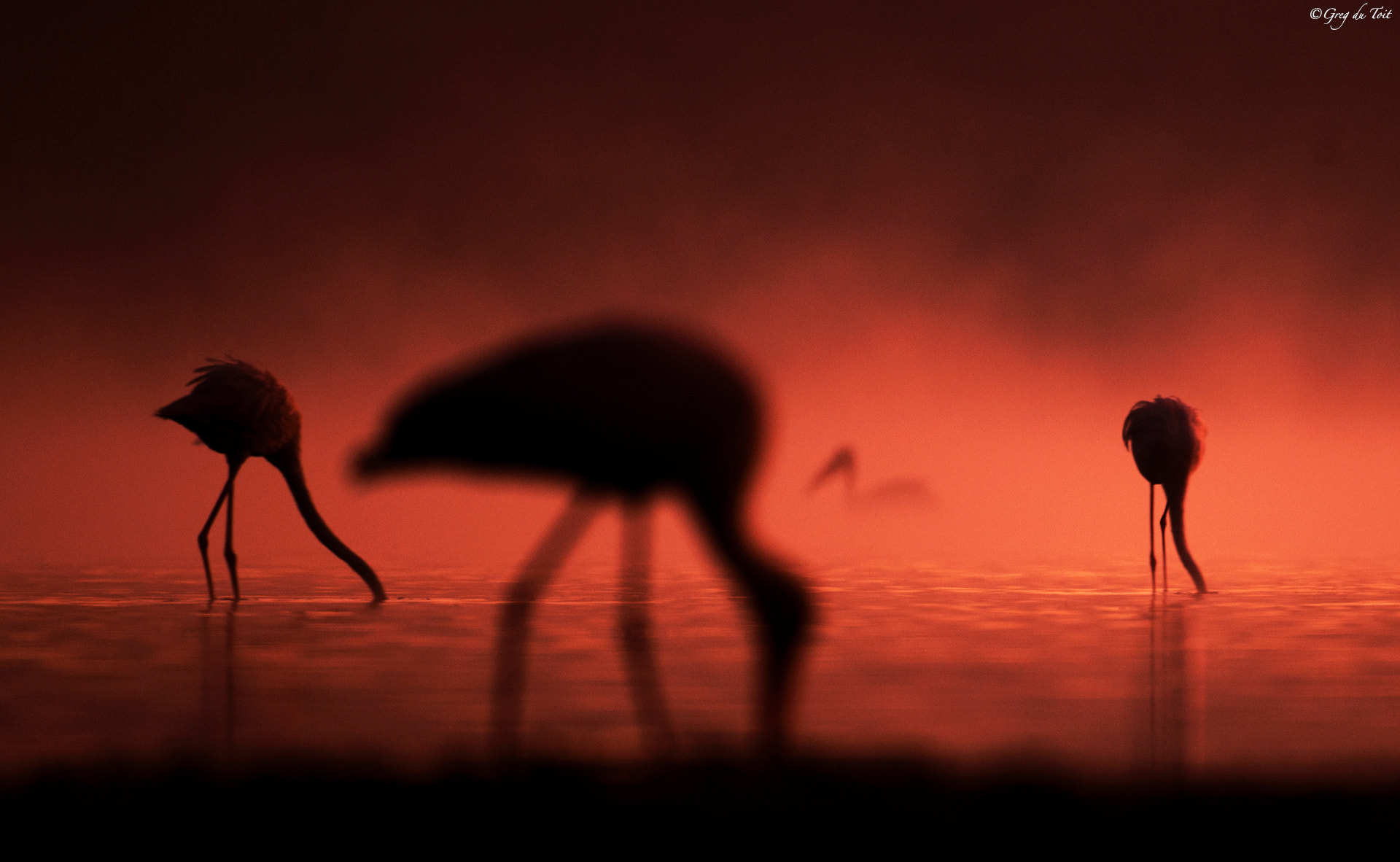 Nikon D3X sample photo. Stork, flamingoes and a pelican photography